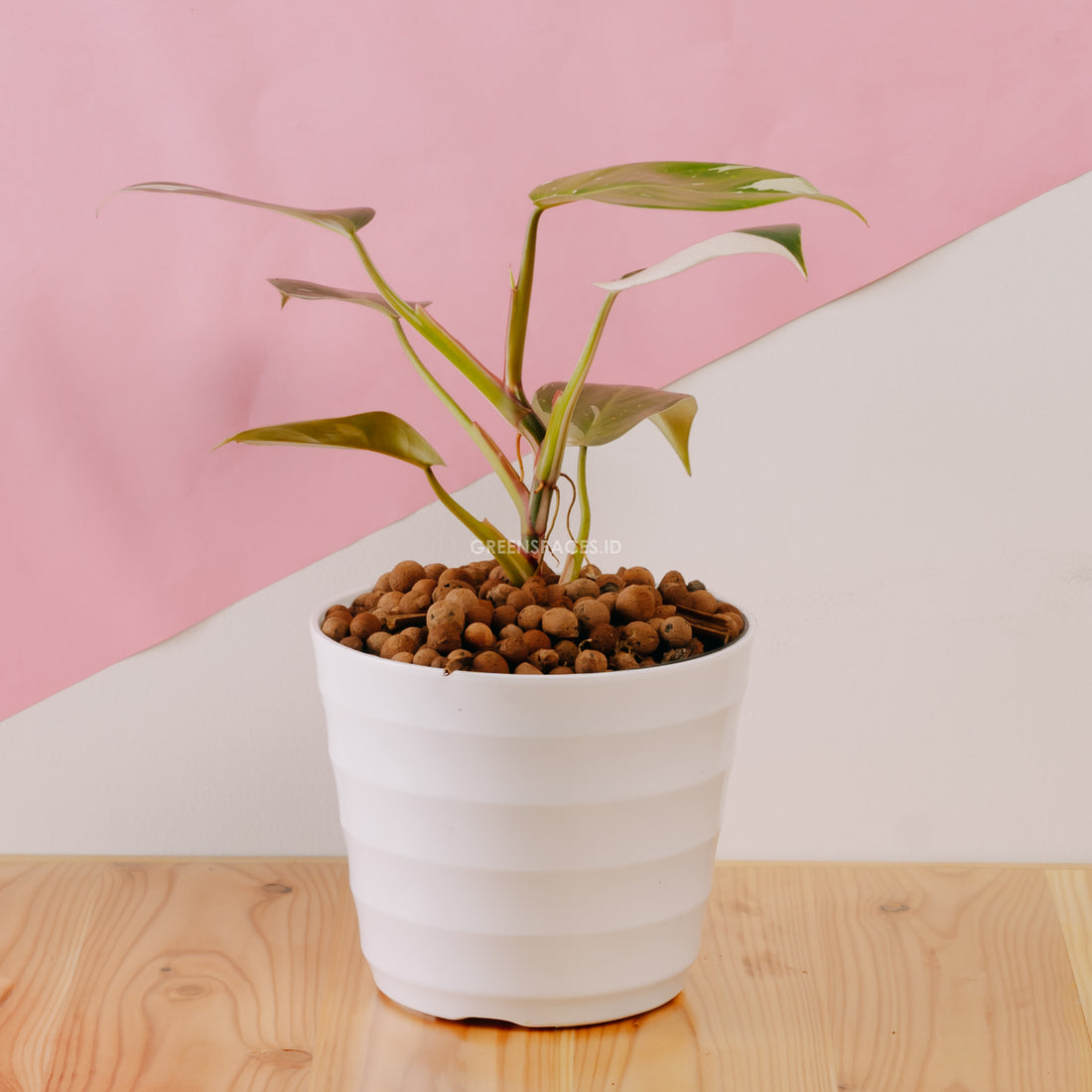 Philodendron White Princess - Greenspaces.id