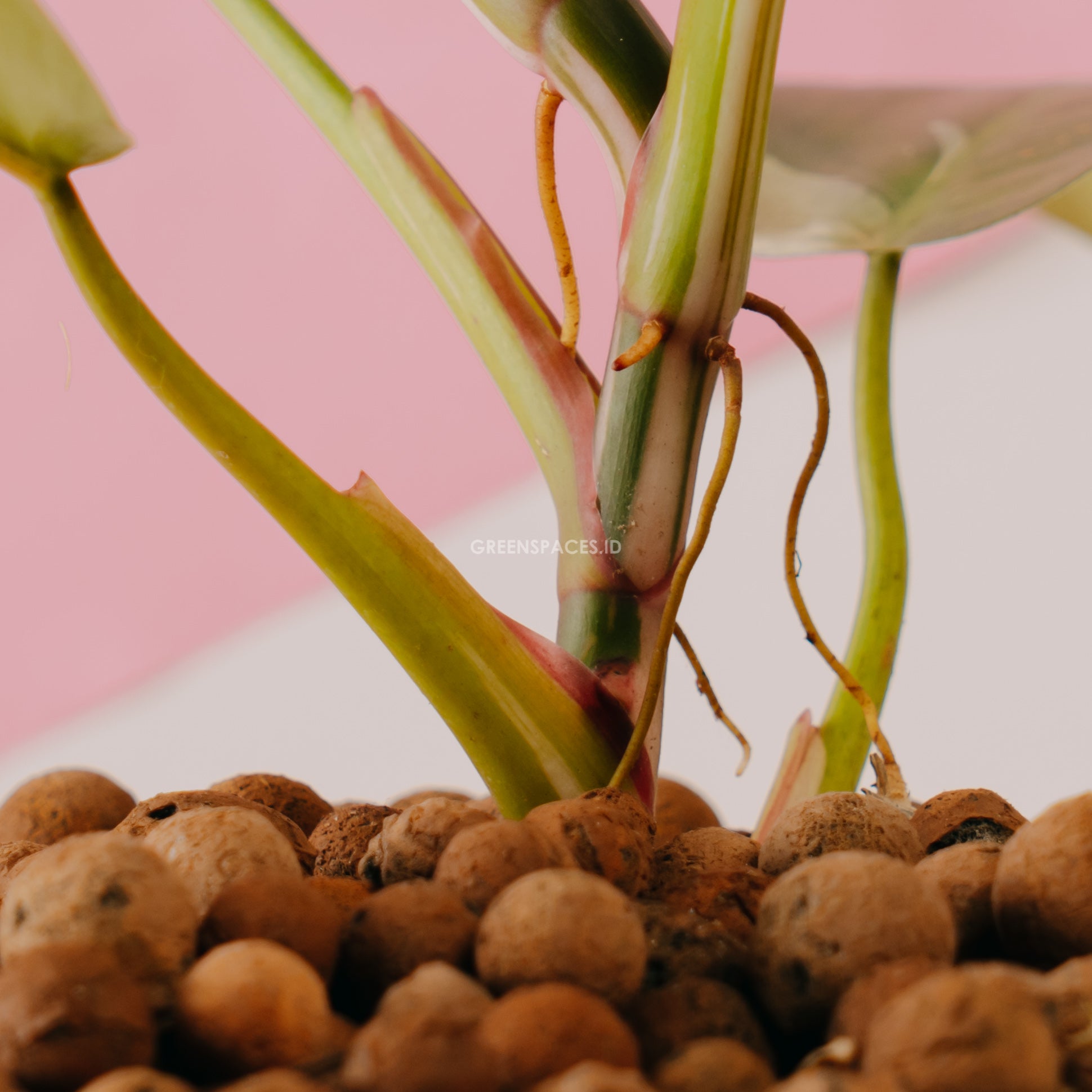 Philodendron White Princess - Greenspaces.id