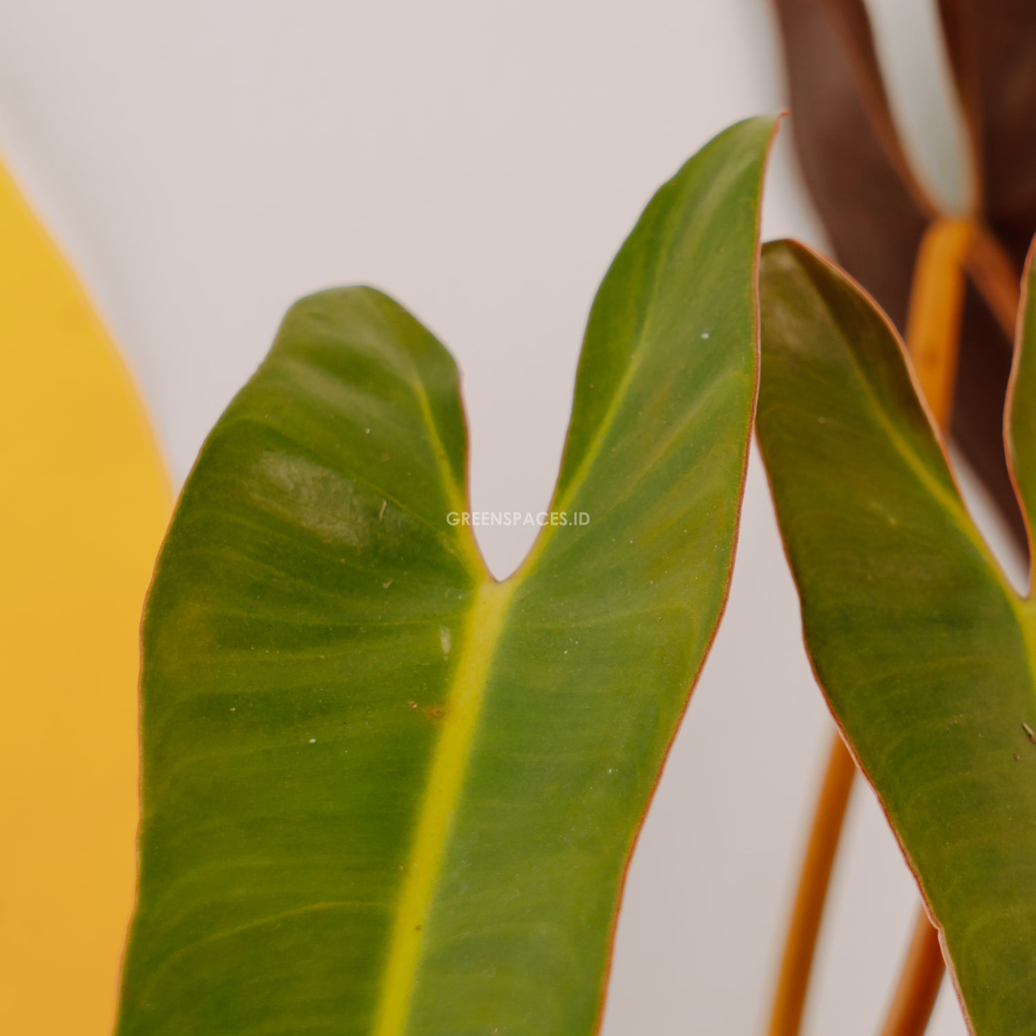 Philodendron atabapoense - Greenspaces.id