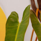 Philodendron atabapoense - Greenspaces.id