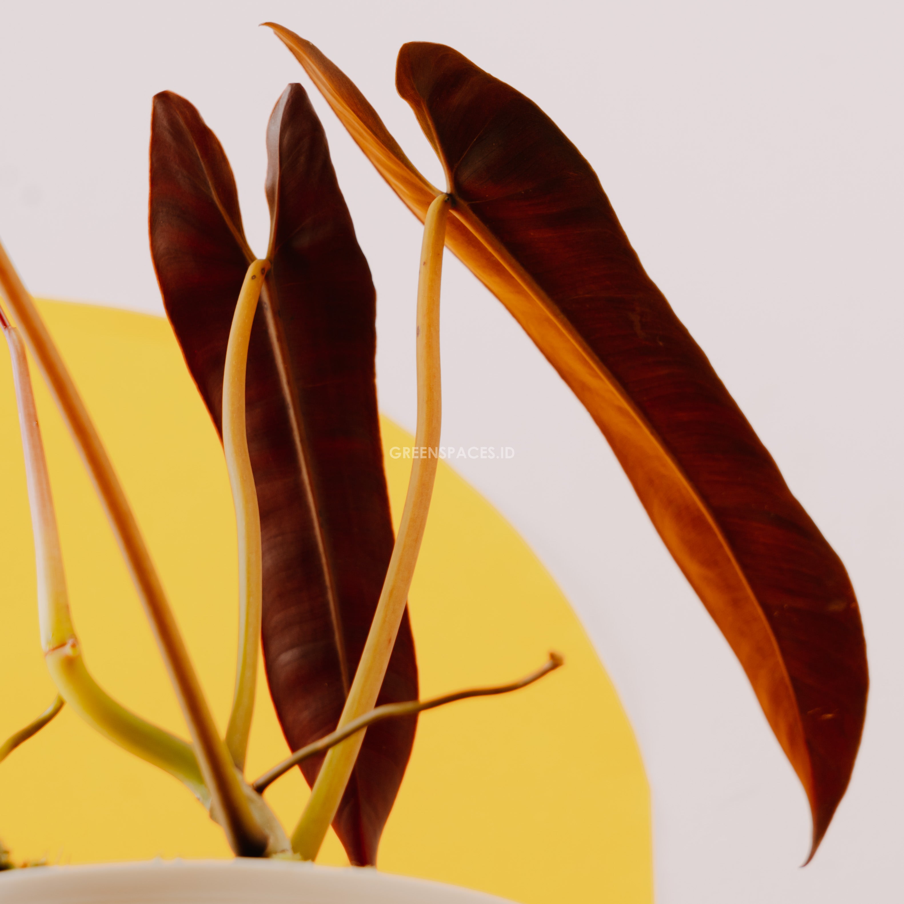 Philodendron atabapoense - Greenspaces.id