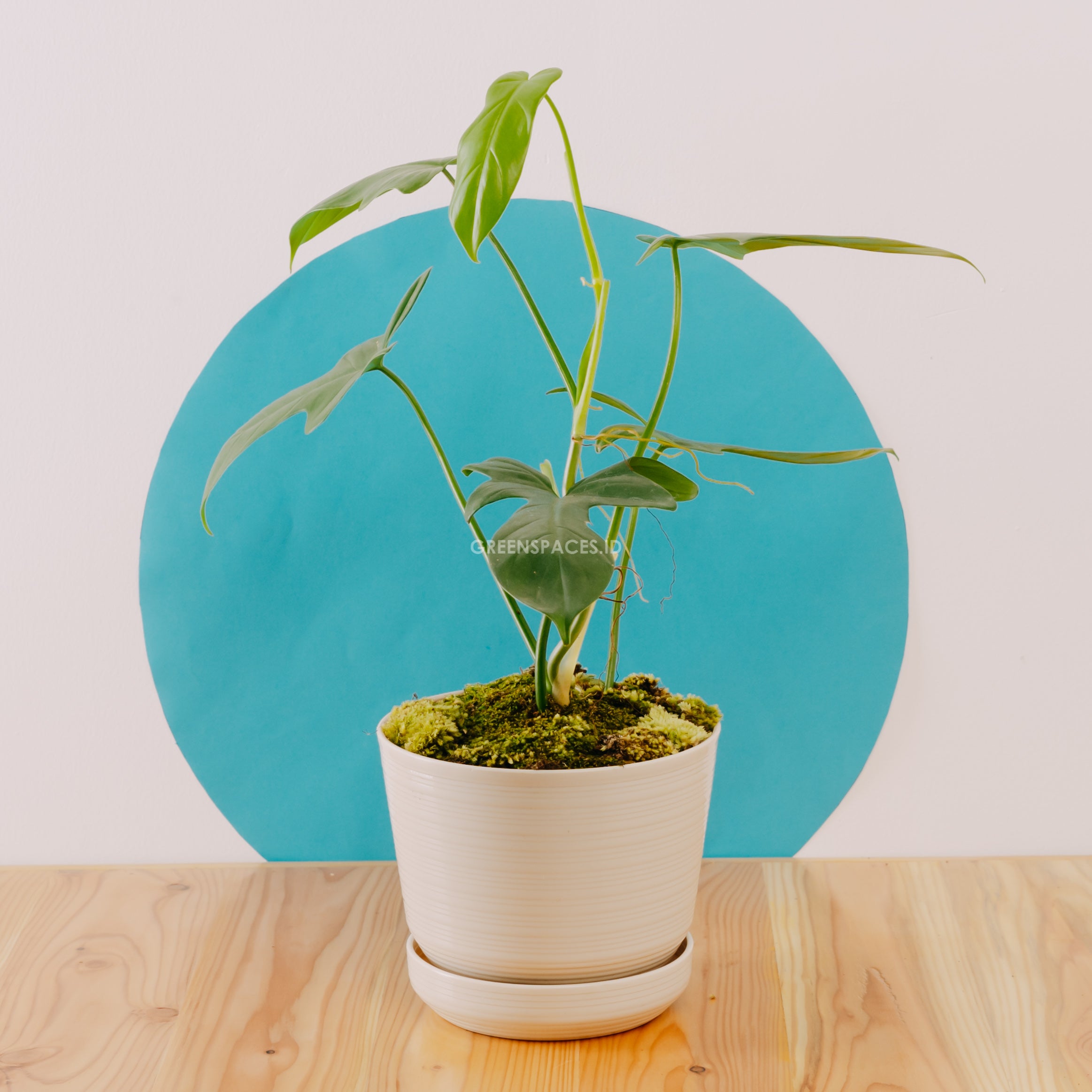philodendron bipennifolium in pot Philodendron Bipennifolium – Greenspaces.id