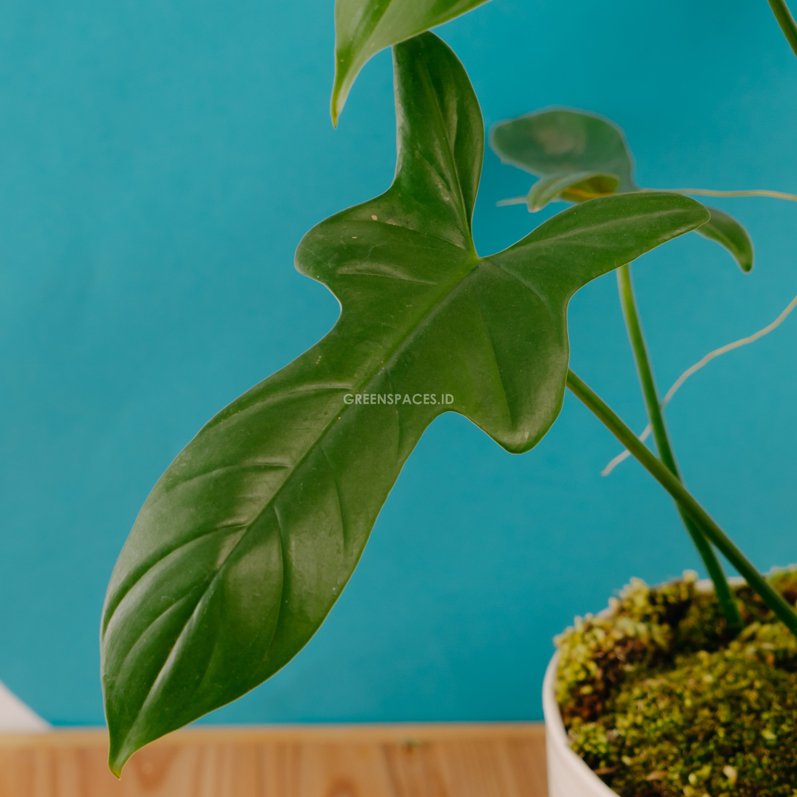 Philodendron Bipennifolium