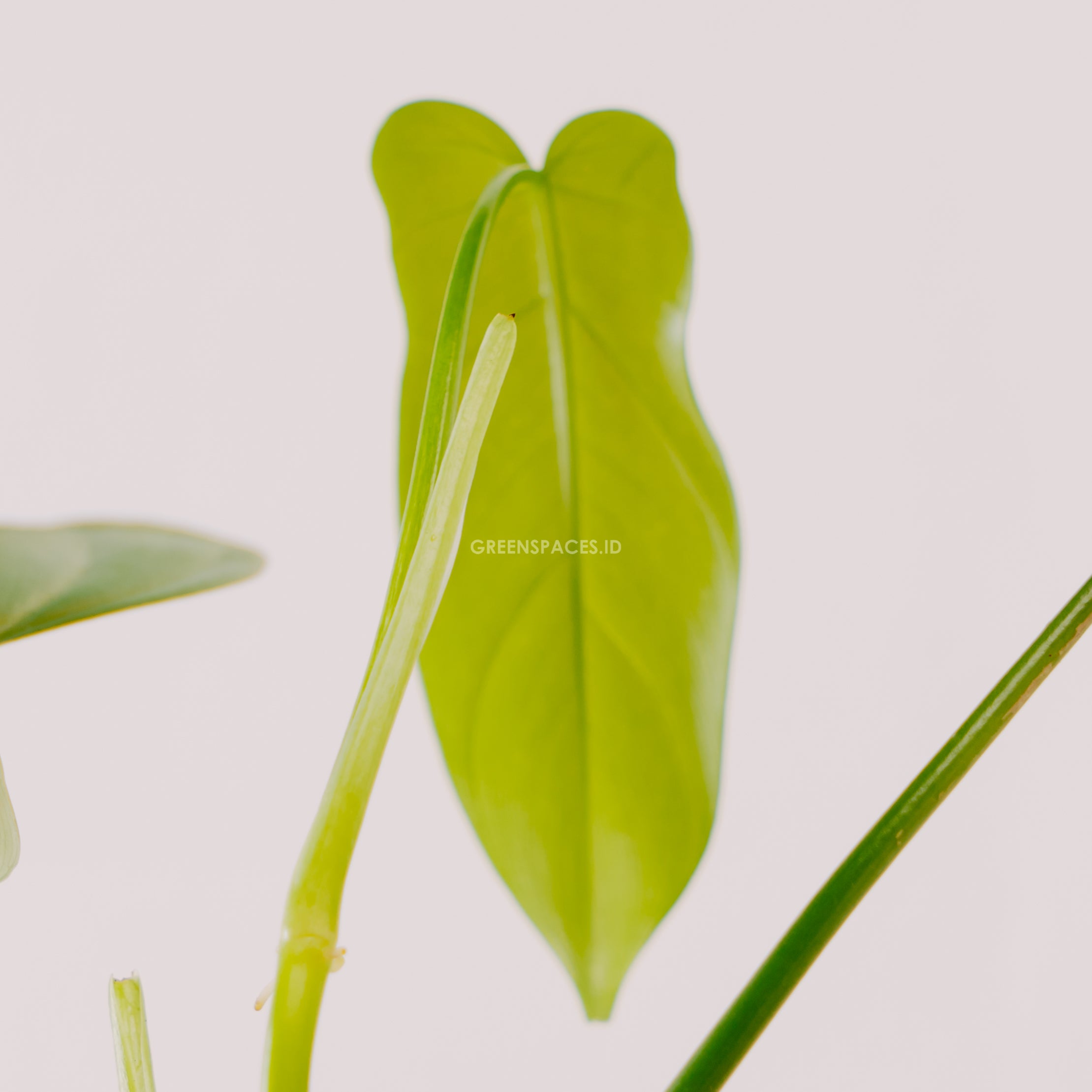 Philodendron Bipennifolium