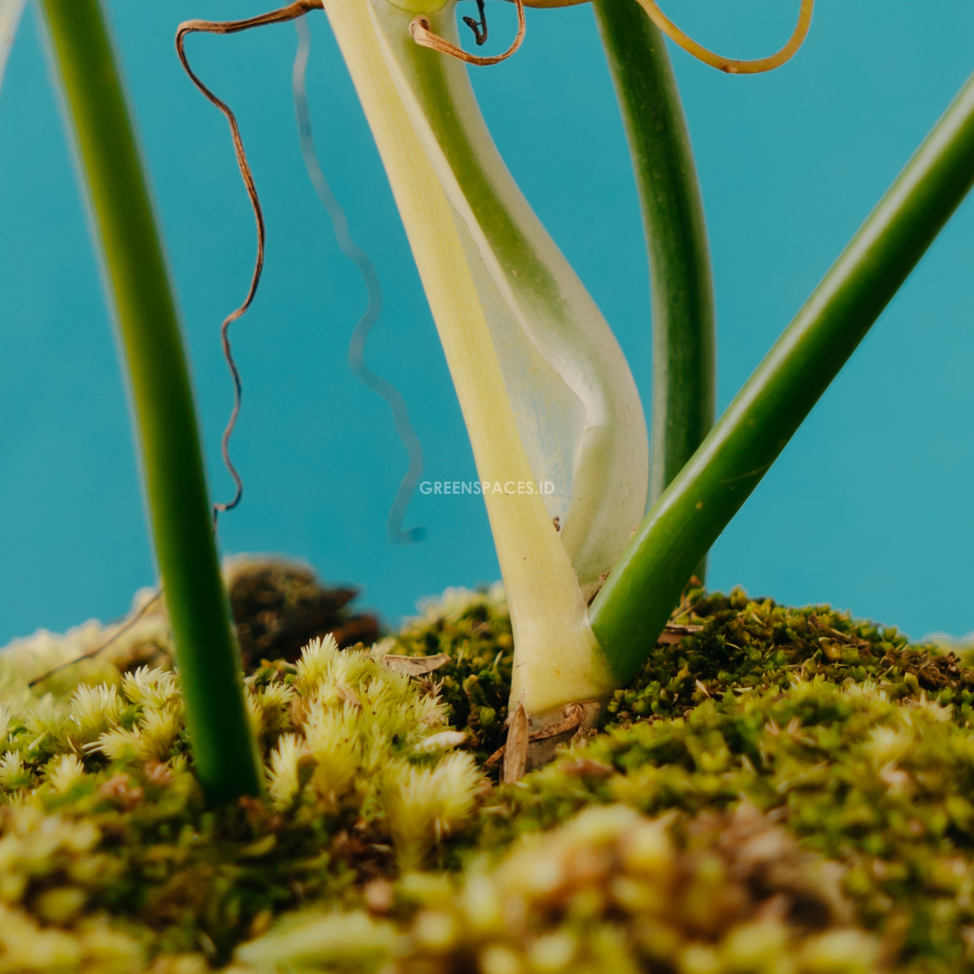 Philodendron Bipennifolium