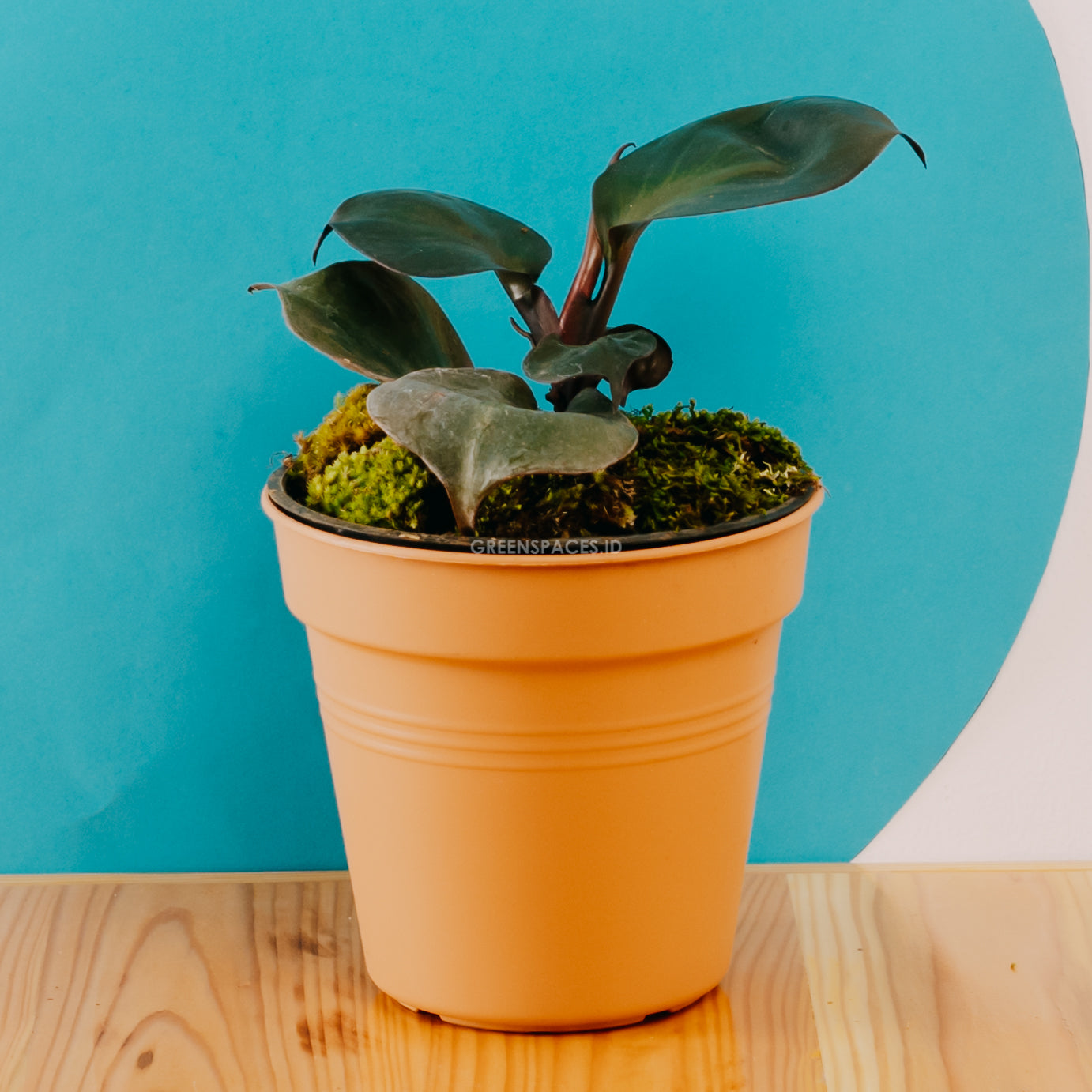 Philodendron black cardinal hybrid - greenspaces.id