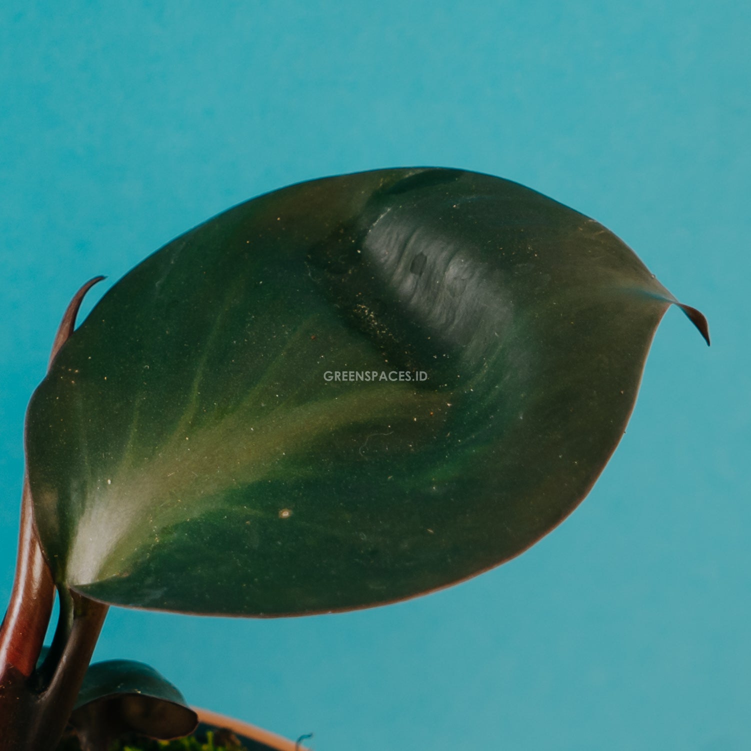 Philodendron black cardinal hybrid - greenspaces.id