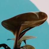 Philodendron black cardinal hybrid - greenspaces.id