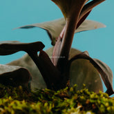 Philodendron black cardinal hybrid - greenspaces.id