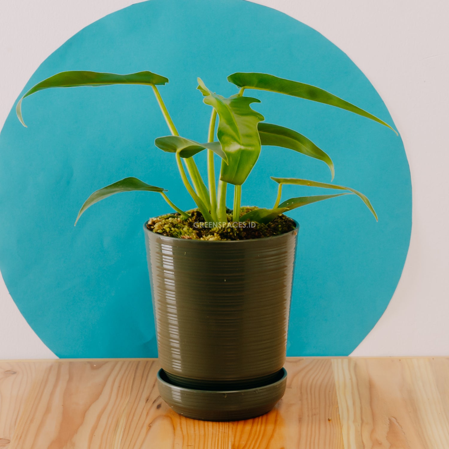 Philodendron Bob cee