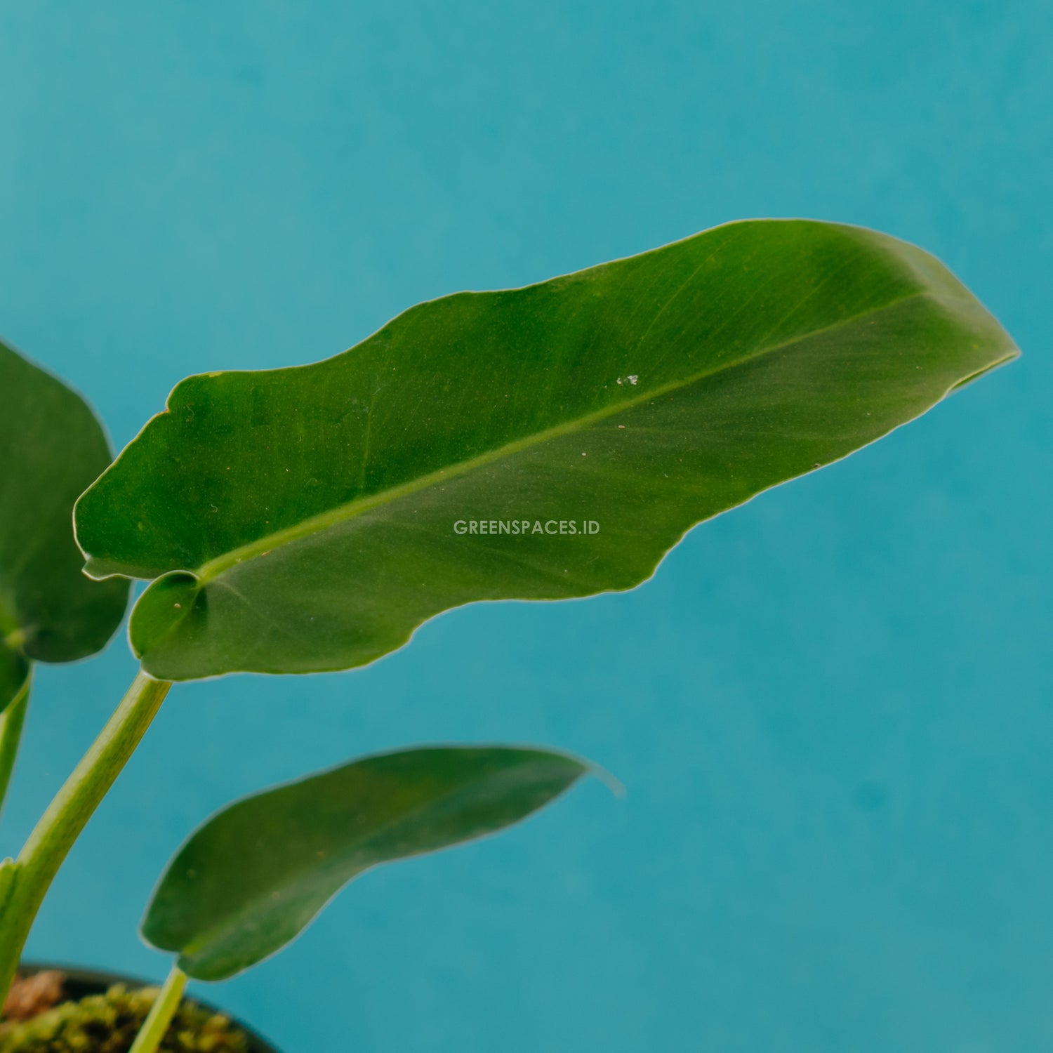 Philodendron Bob cee