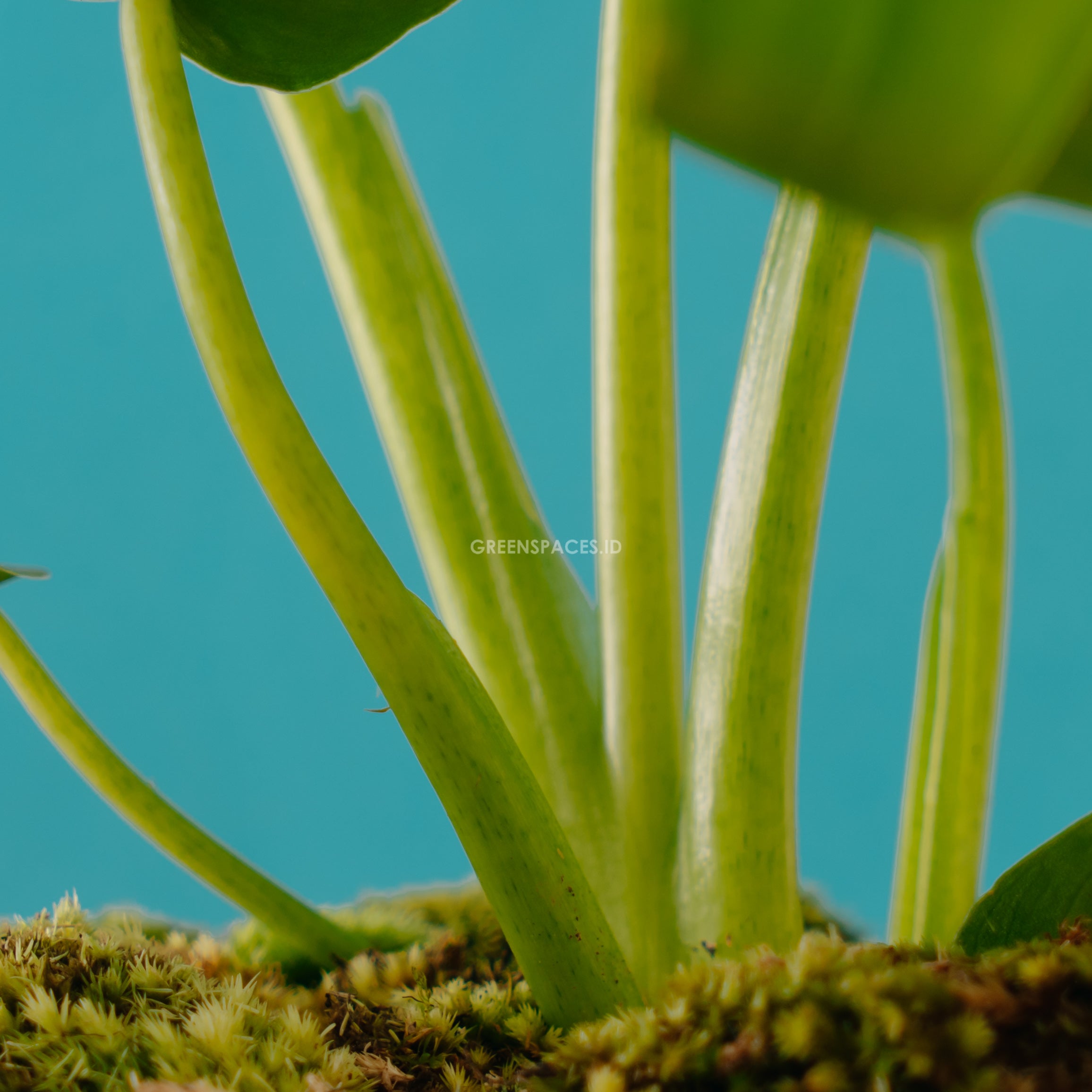 Philodendron Bob cee