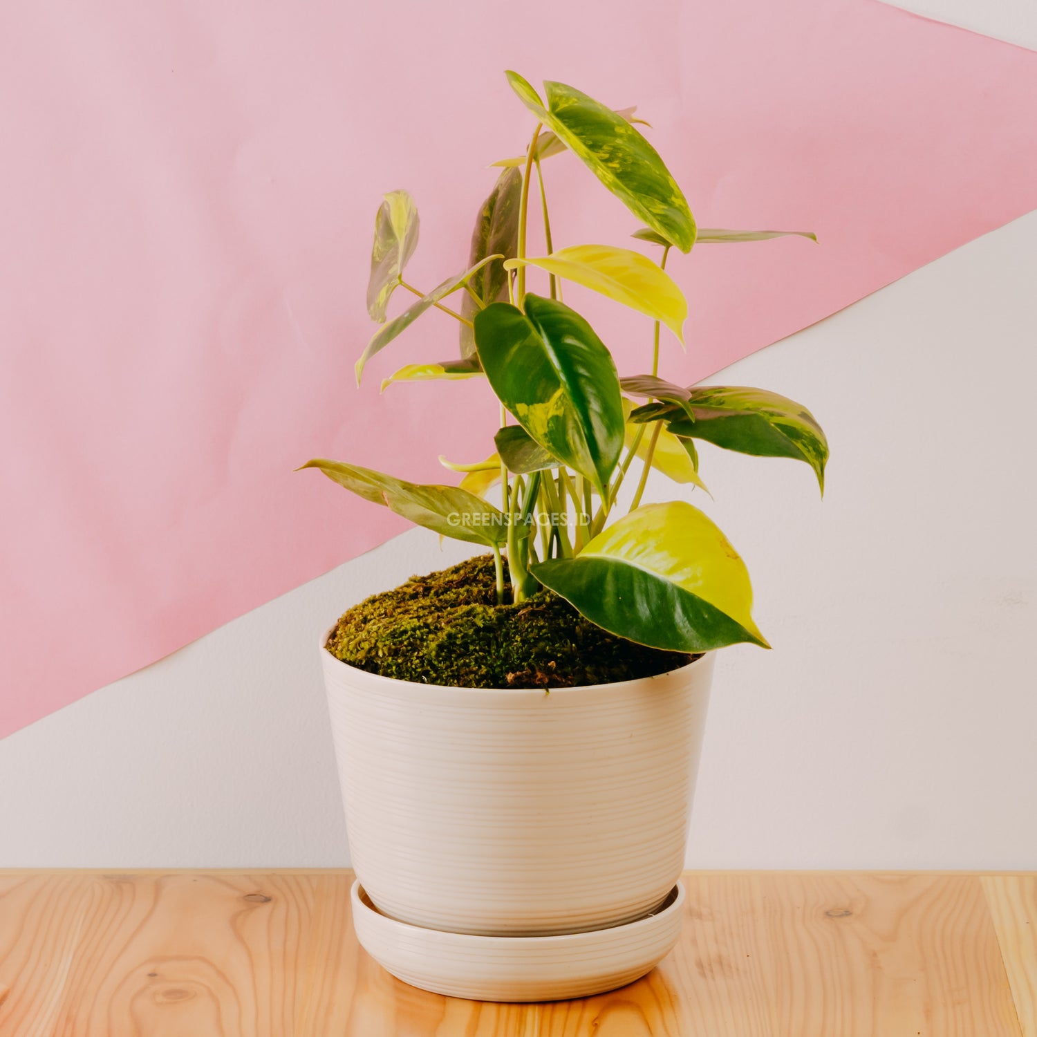 Philodendron Burlemarx Variegated