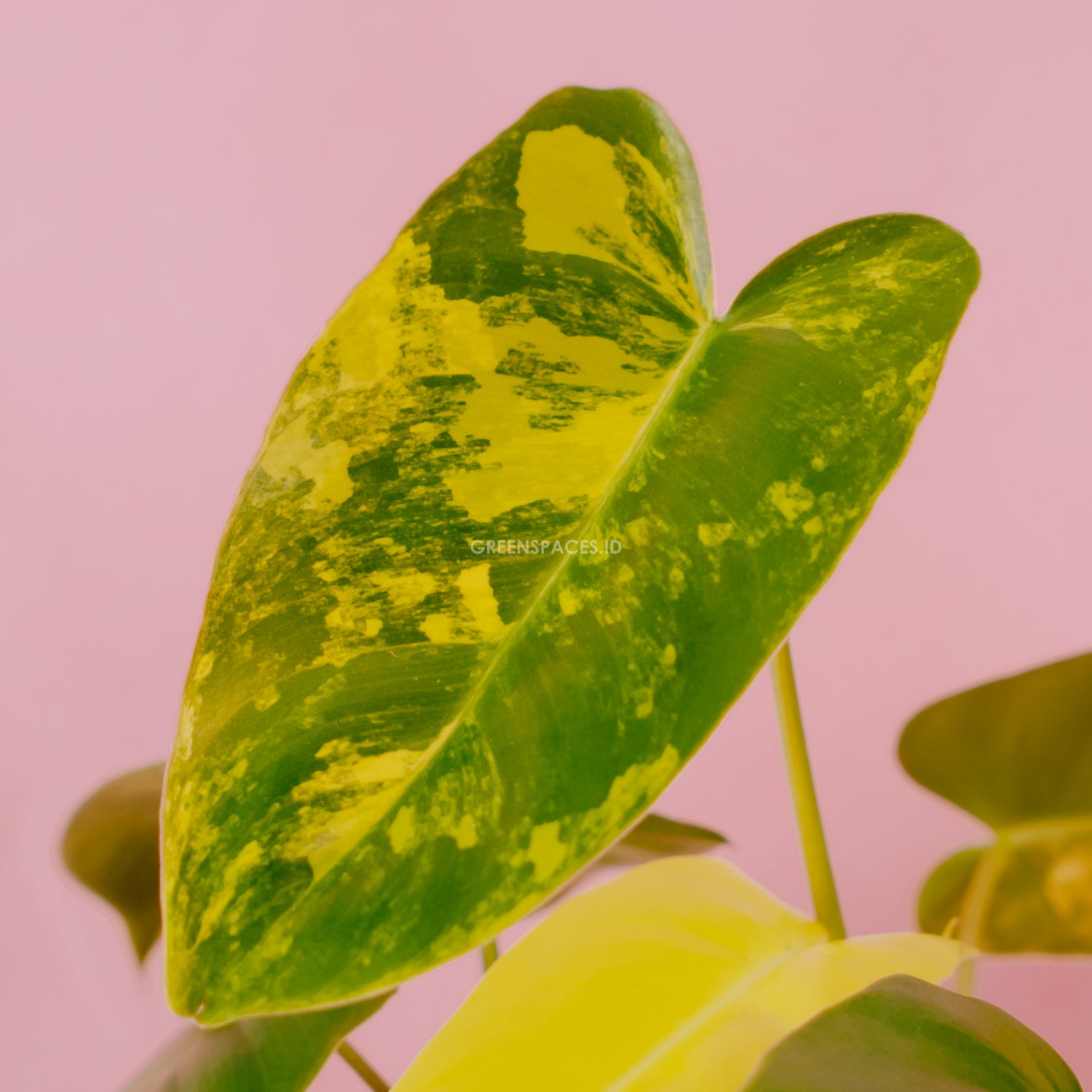 Philodendron Burlemarx Variegated