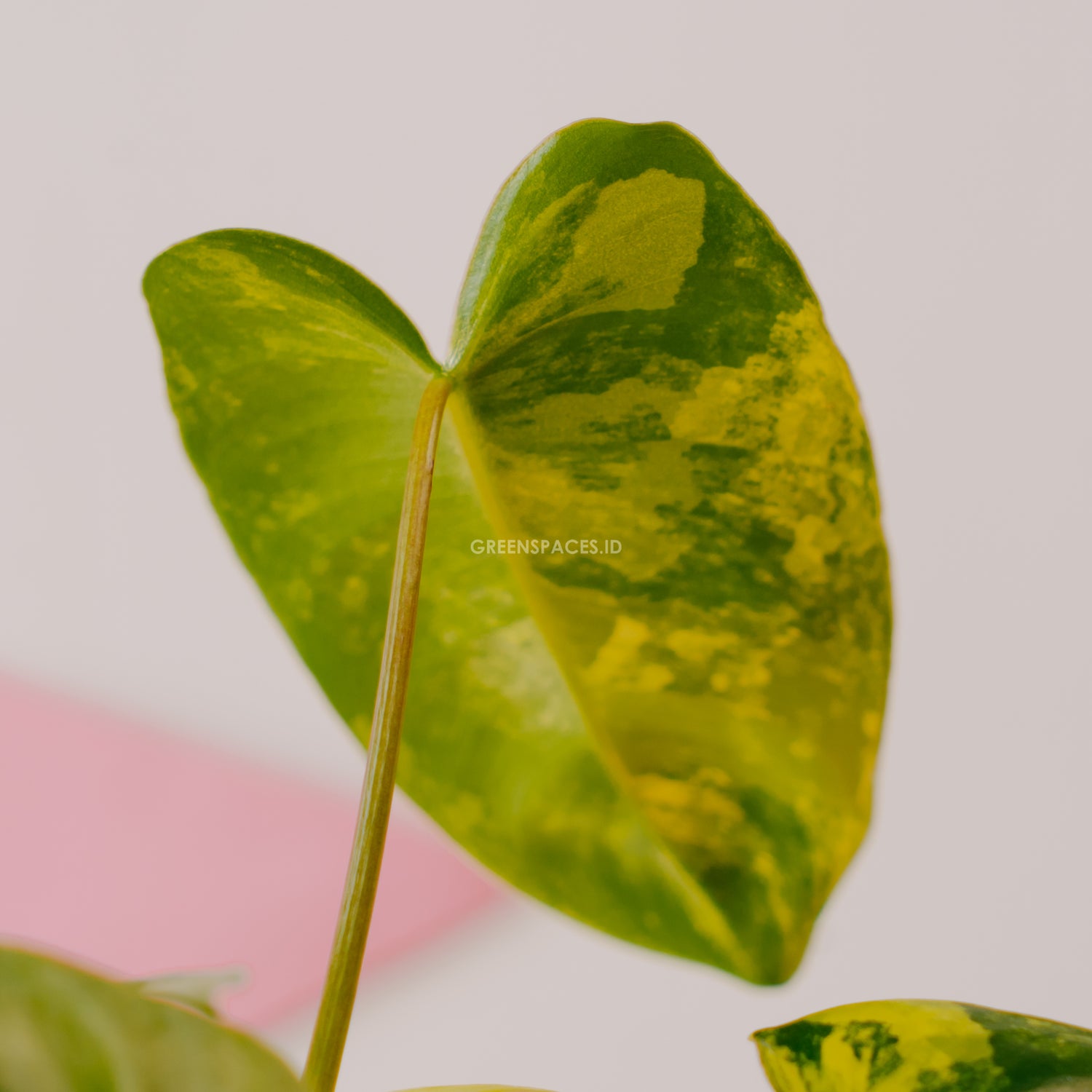 Philodendron Burlemarx Variegated