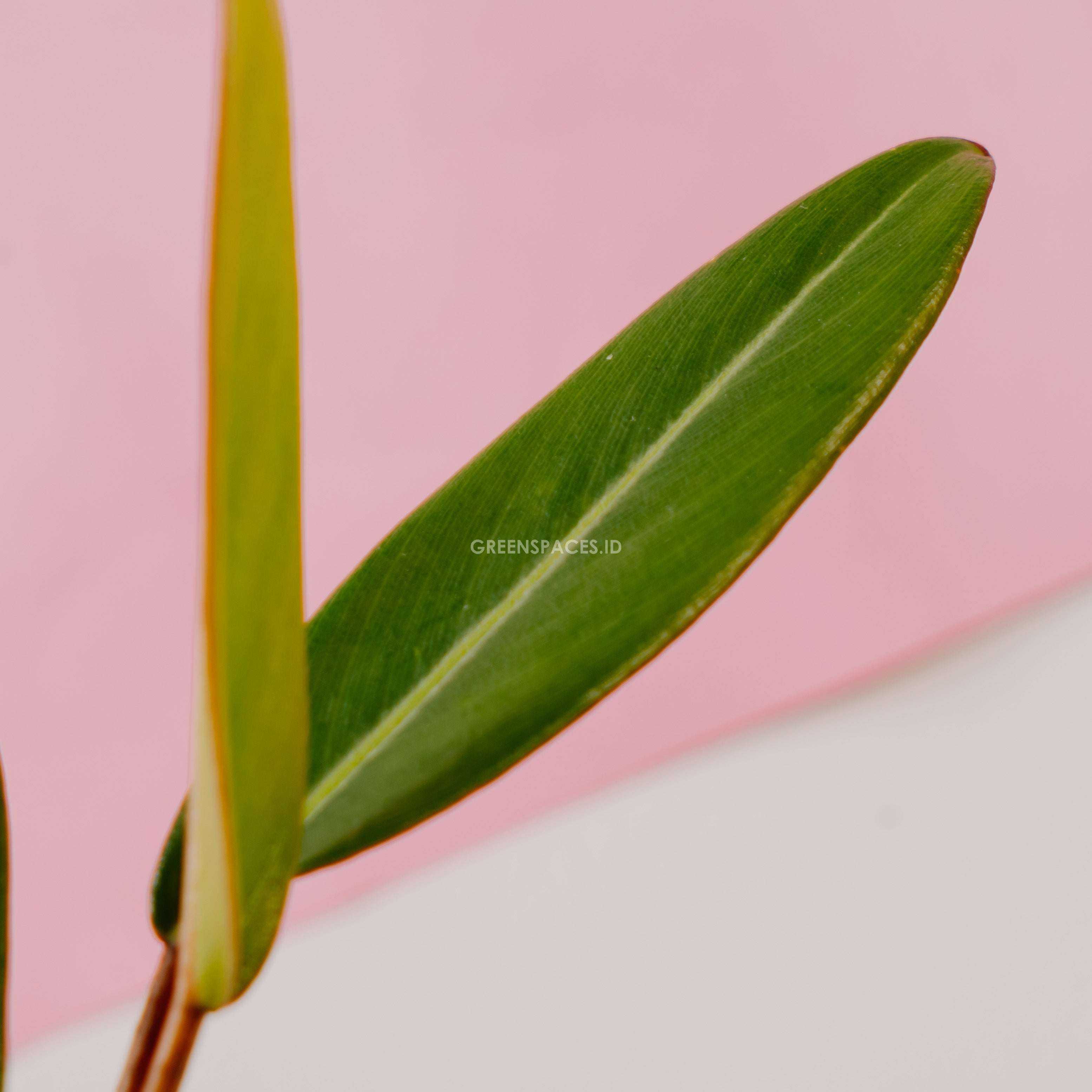 Philodendron Callosum