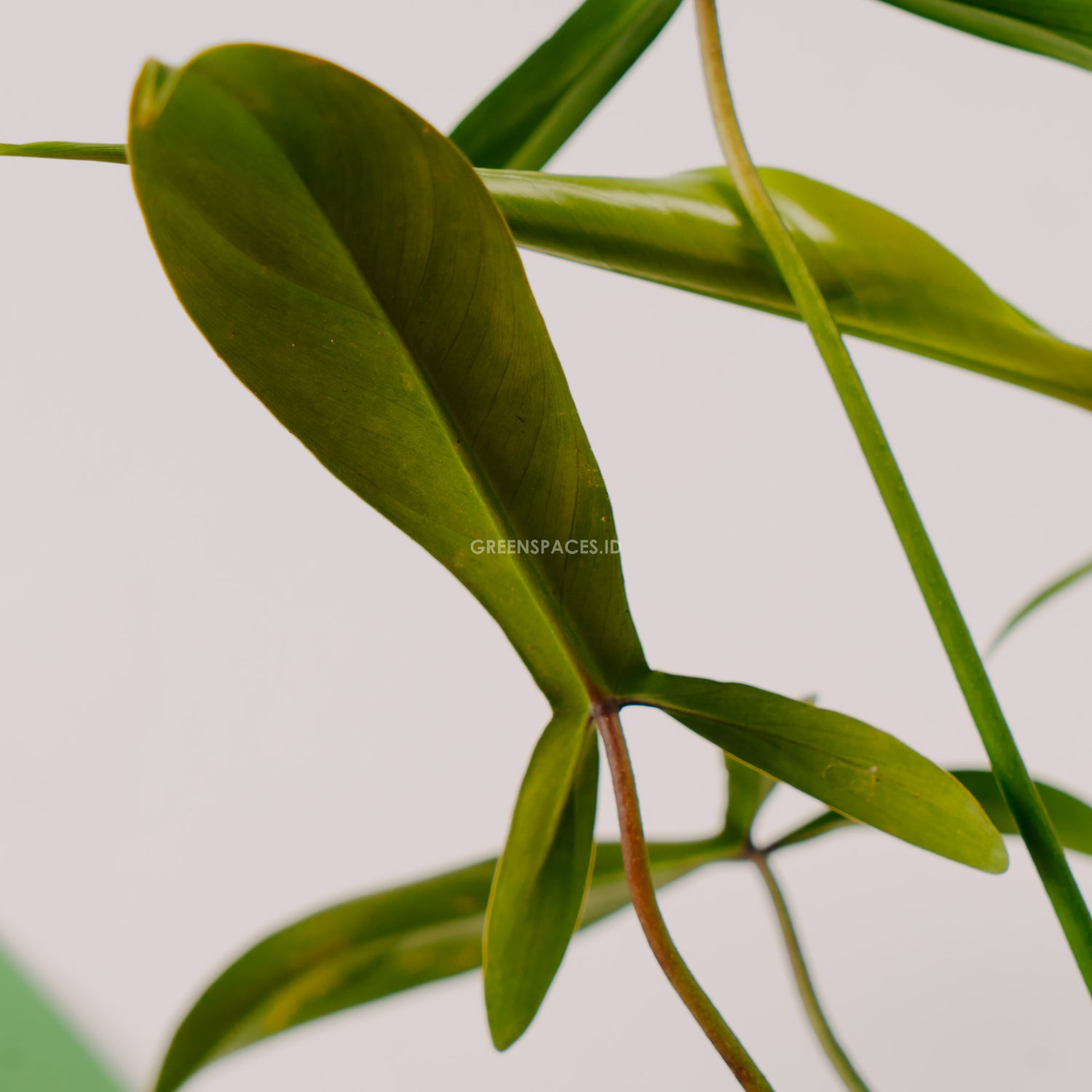 Philodendron Code 69686