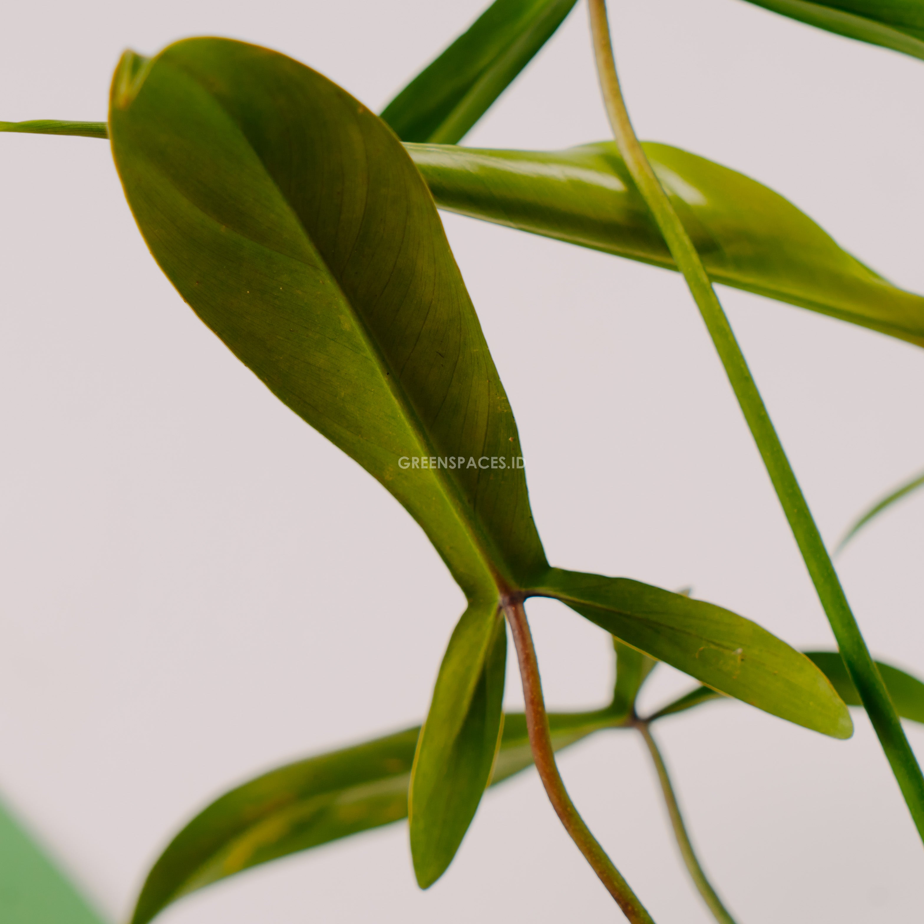 Philodendron Code 69686