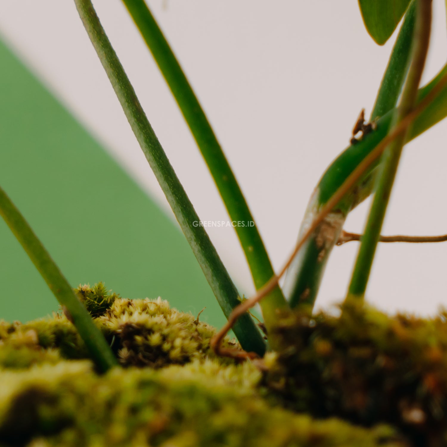 Philodendron Code 69686