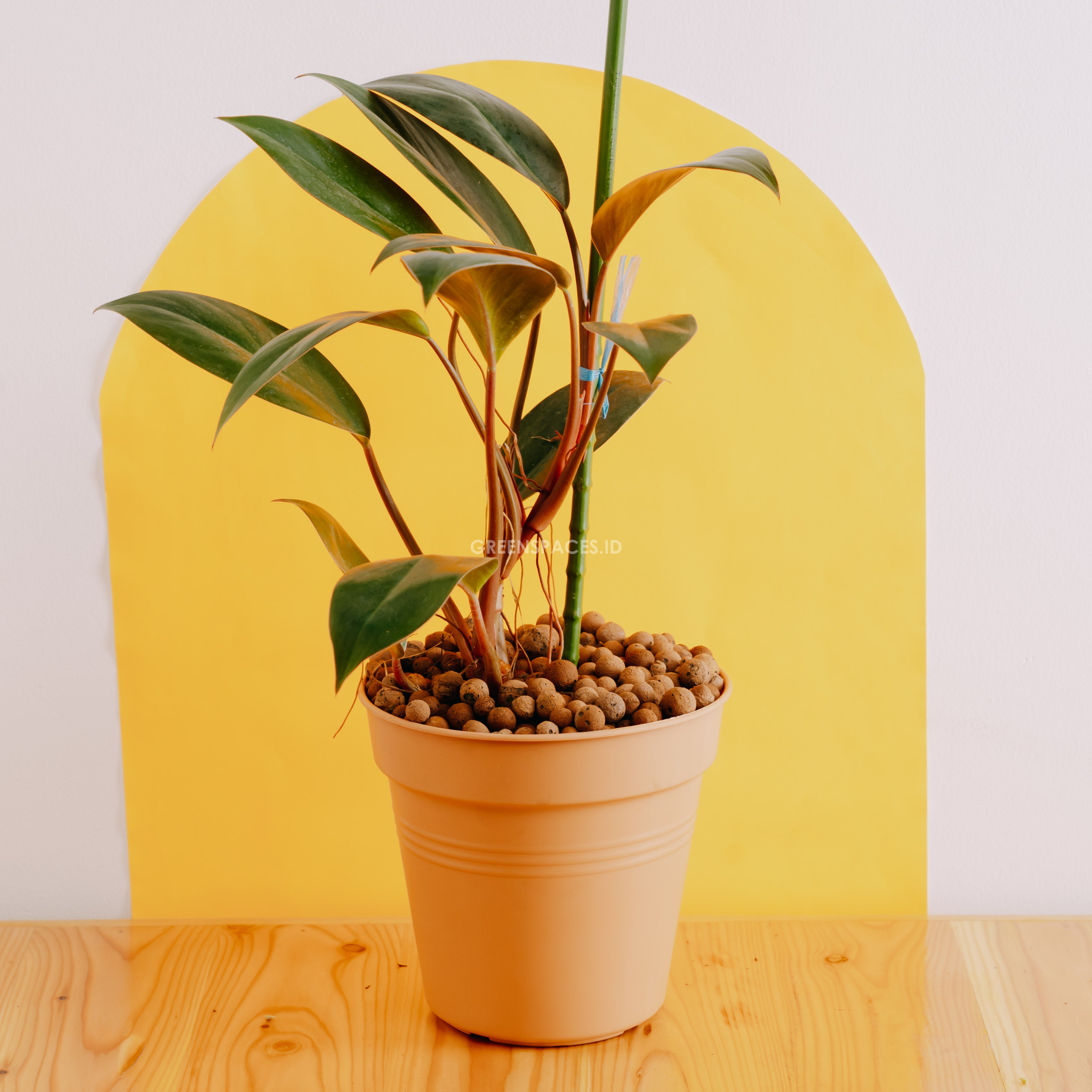 compact philodendron Philodendron Compact Congo