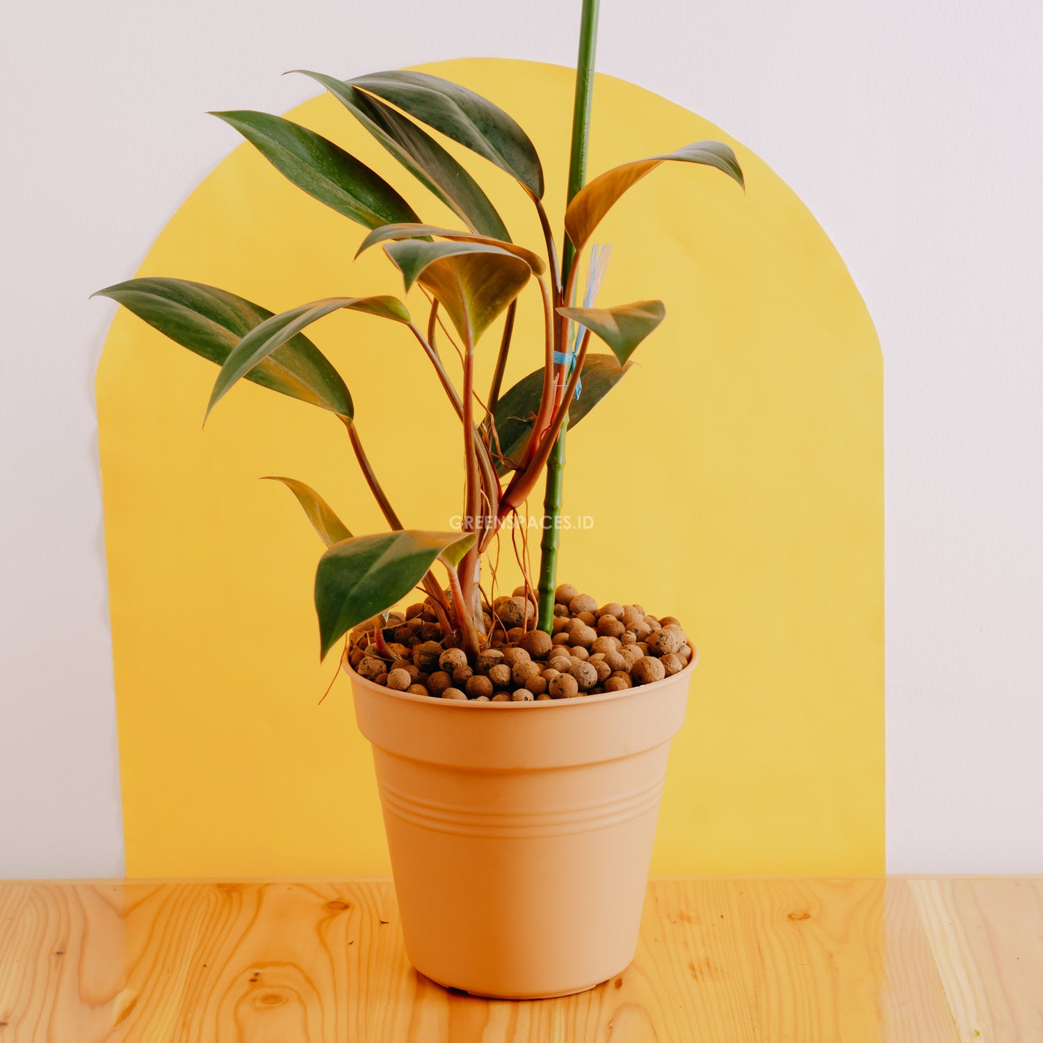 Philodendron Compact Congo