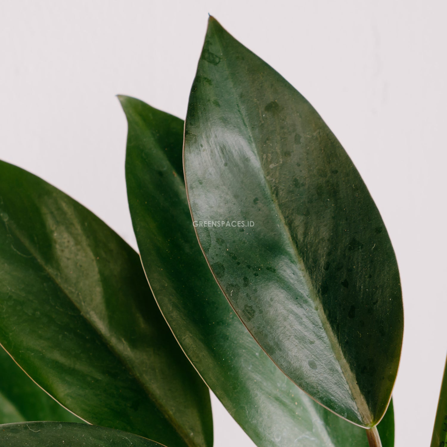 Philodendron Compact Congo