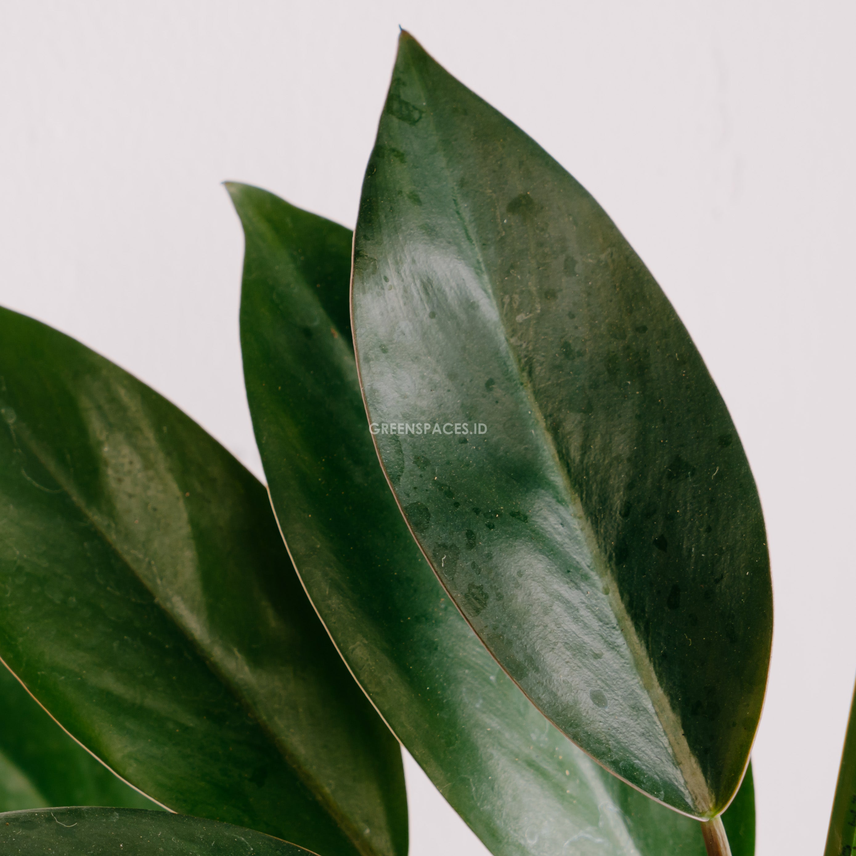 Philodendron Compact Congo