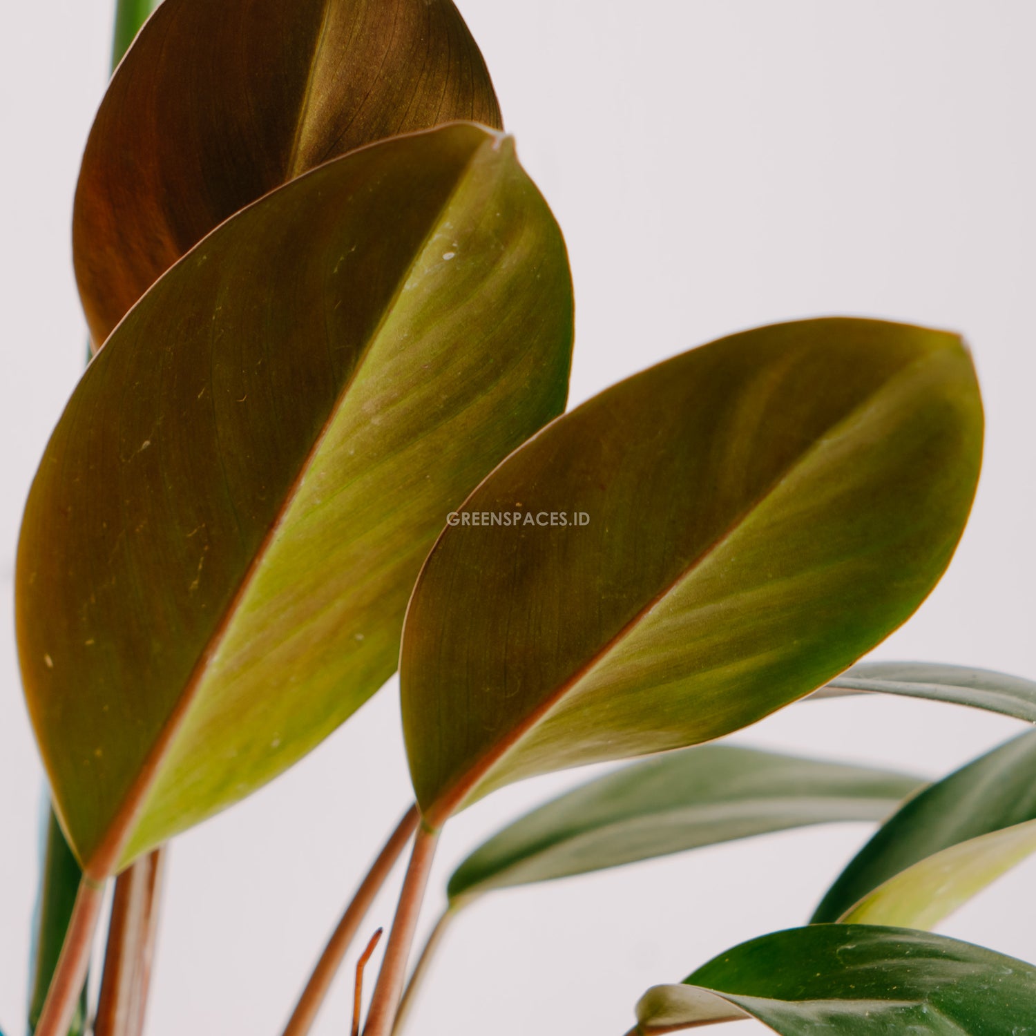 Philodendron Compact Congo