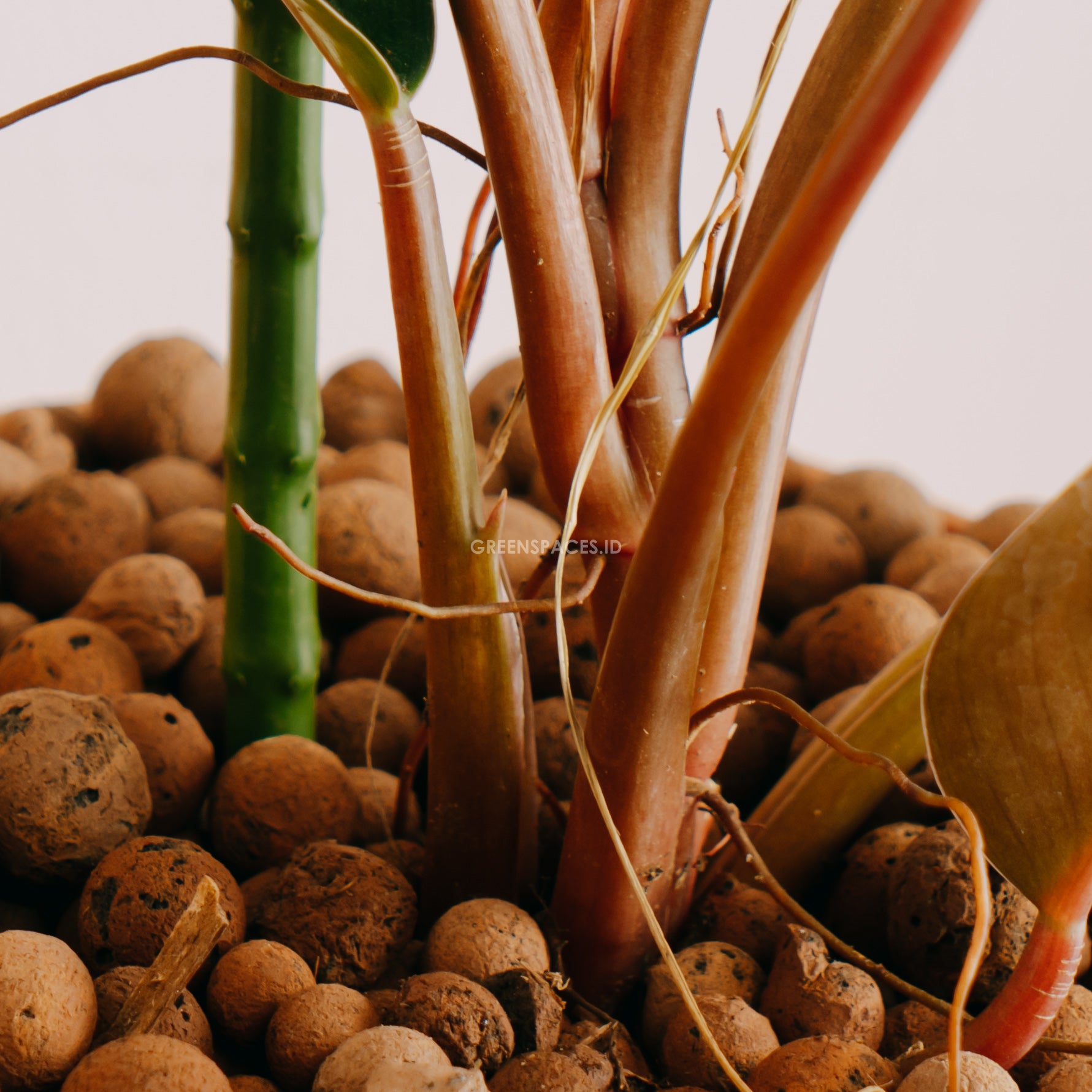 Philodendron Compact Congo