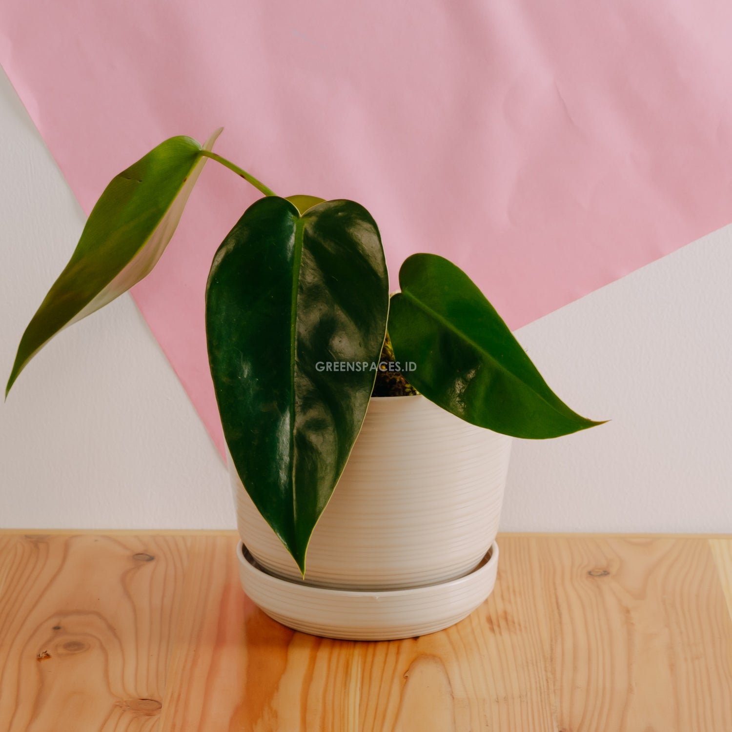 Philodendron Corcovadensis