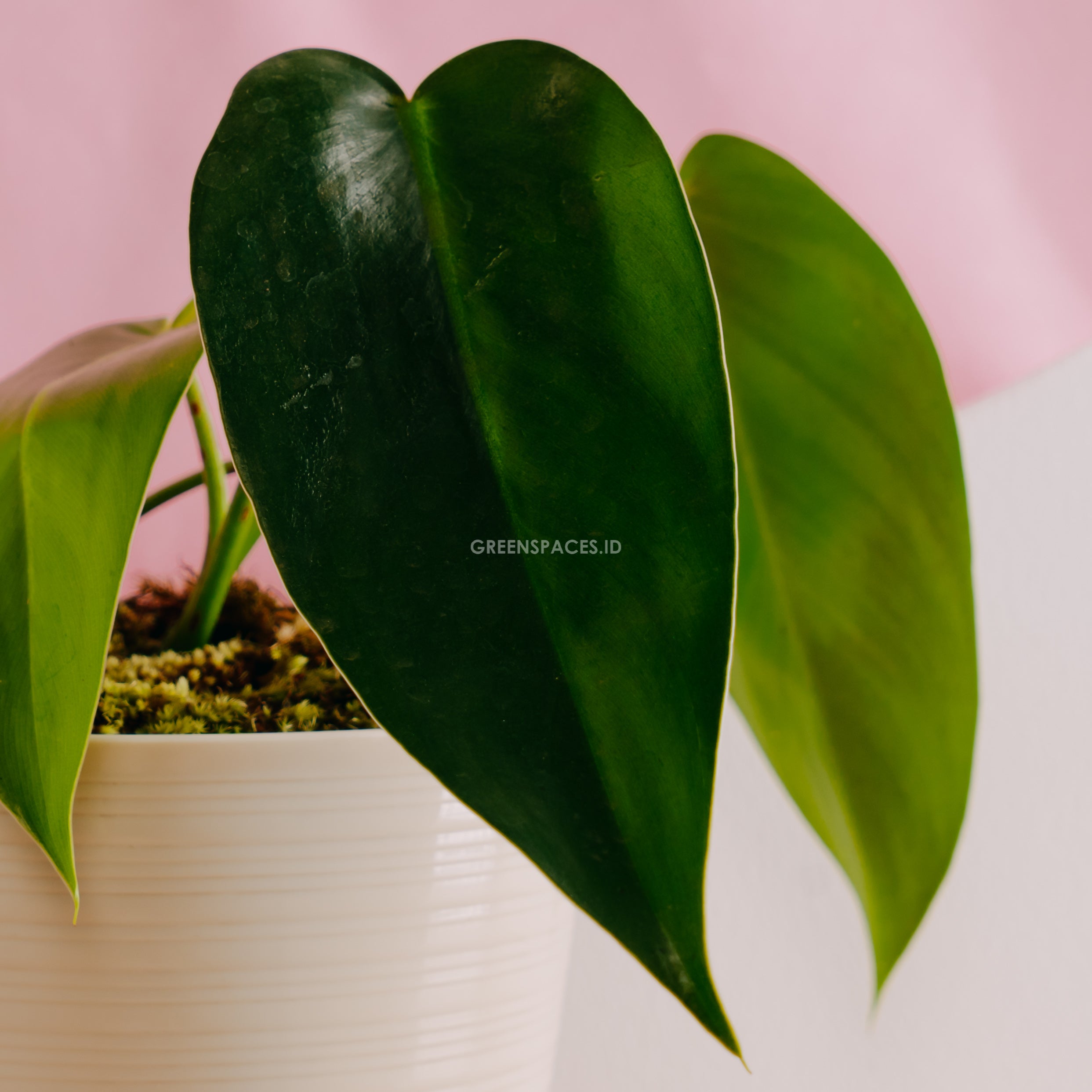 Philodendron Corcovadensis