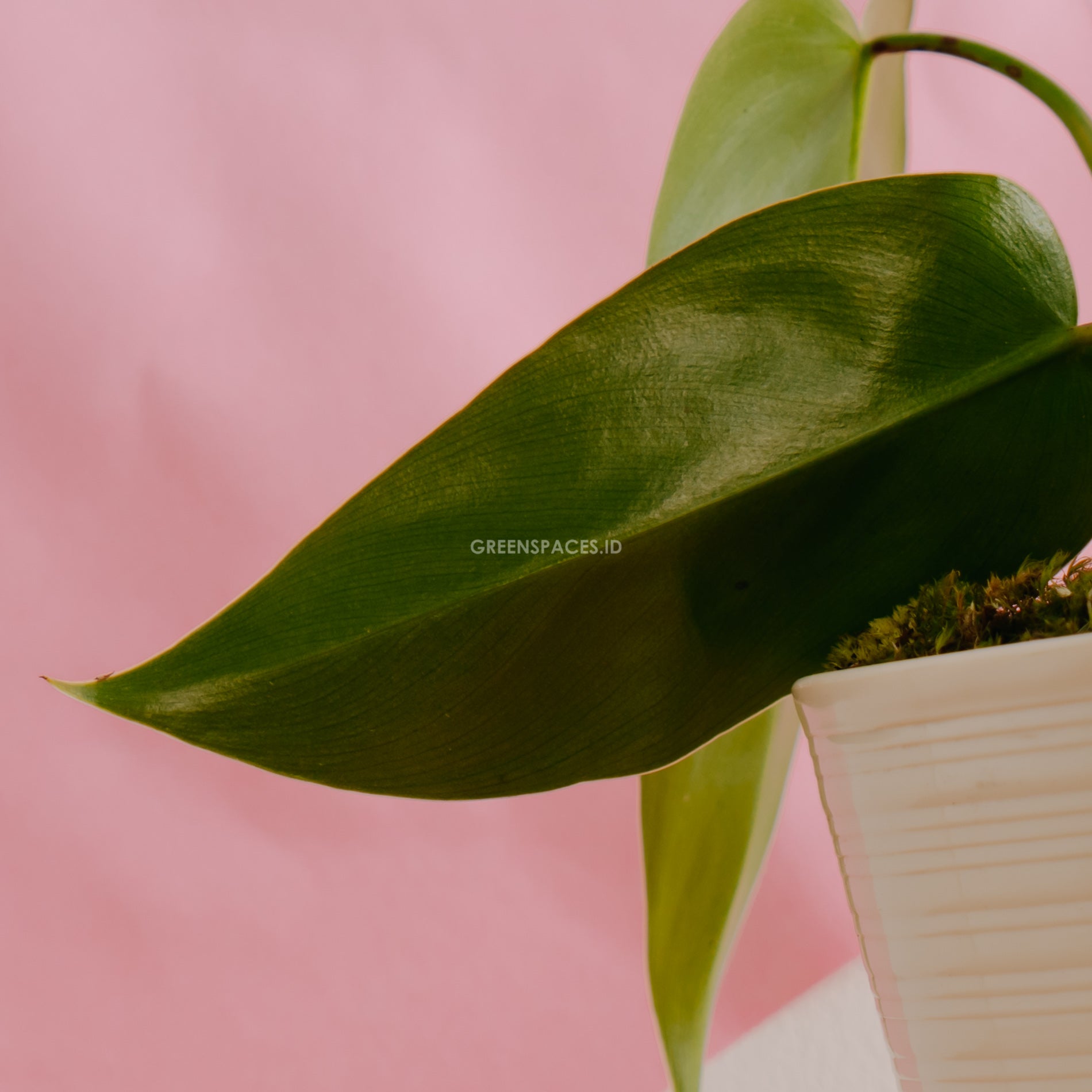 Philodendron Corcovadensis