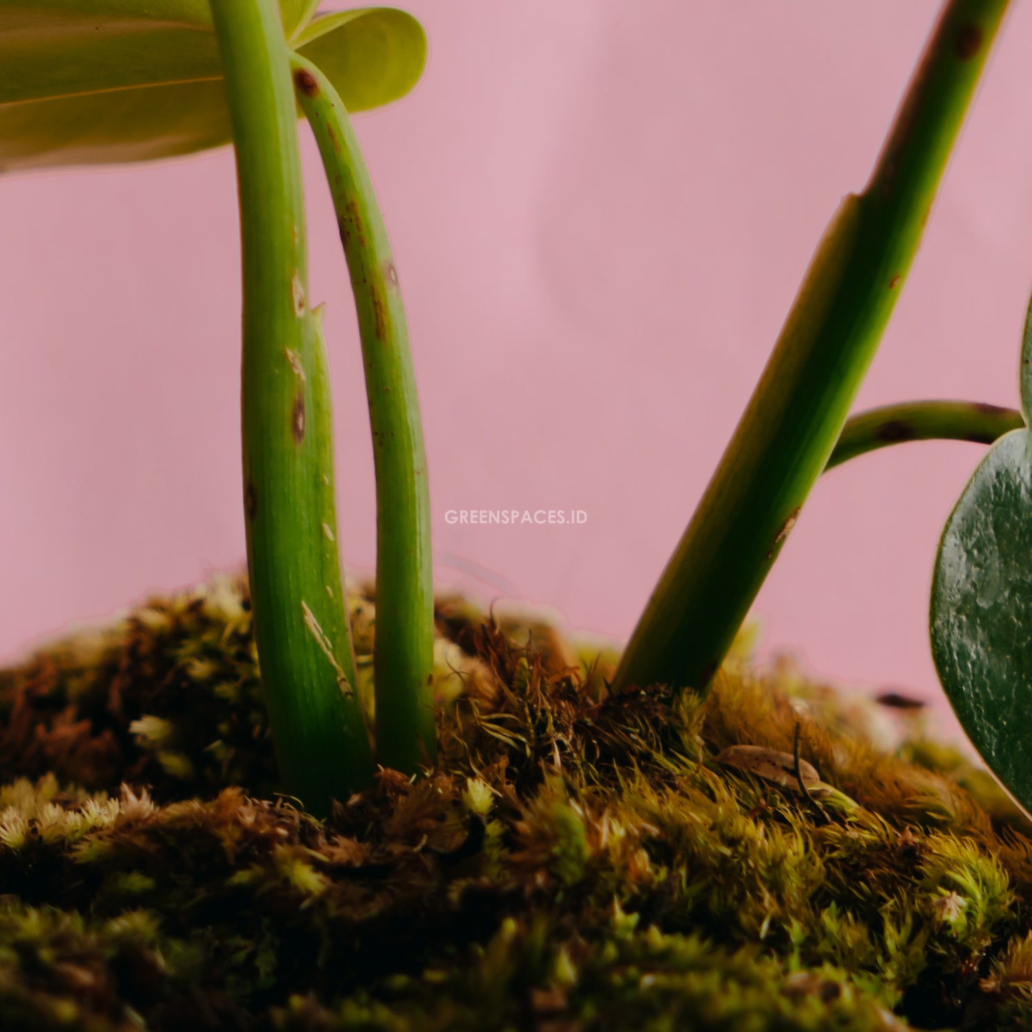 Philodendron Corcovadensis