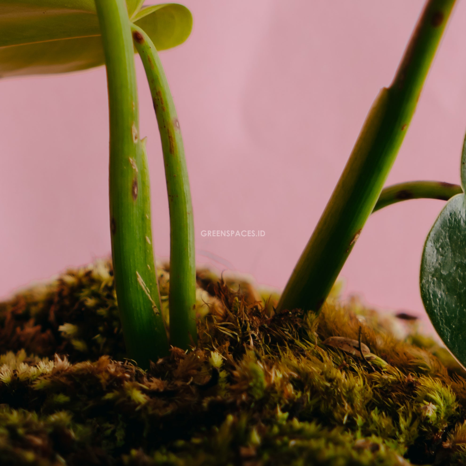 Philodendron Corcovadensis