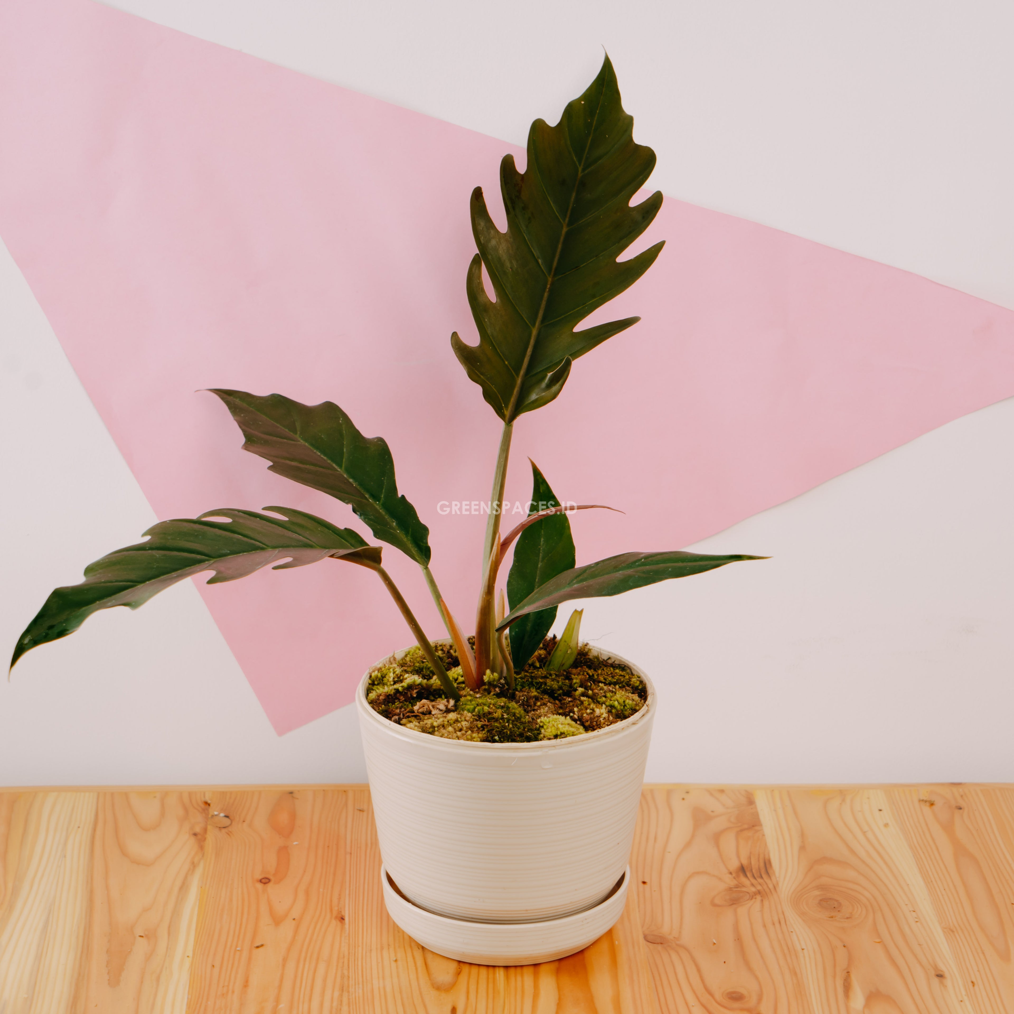 Philodendron Crocodile