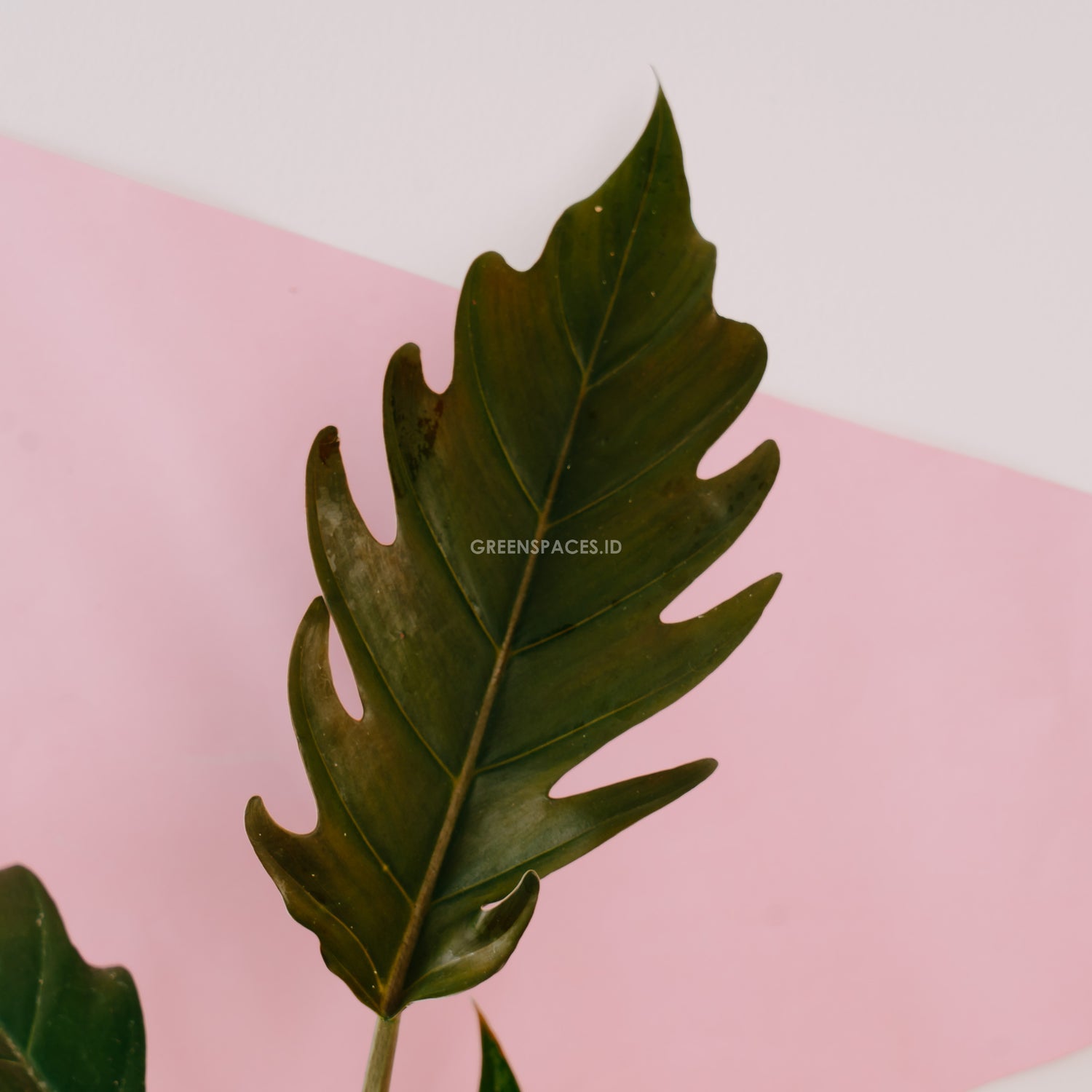 Philodendron Crocodile