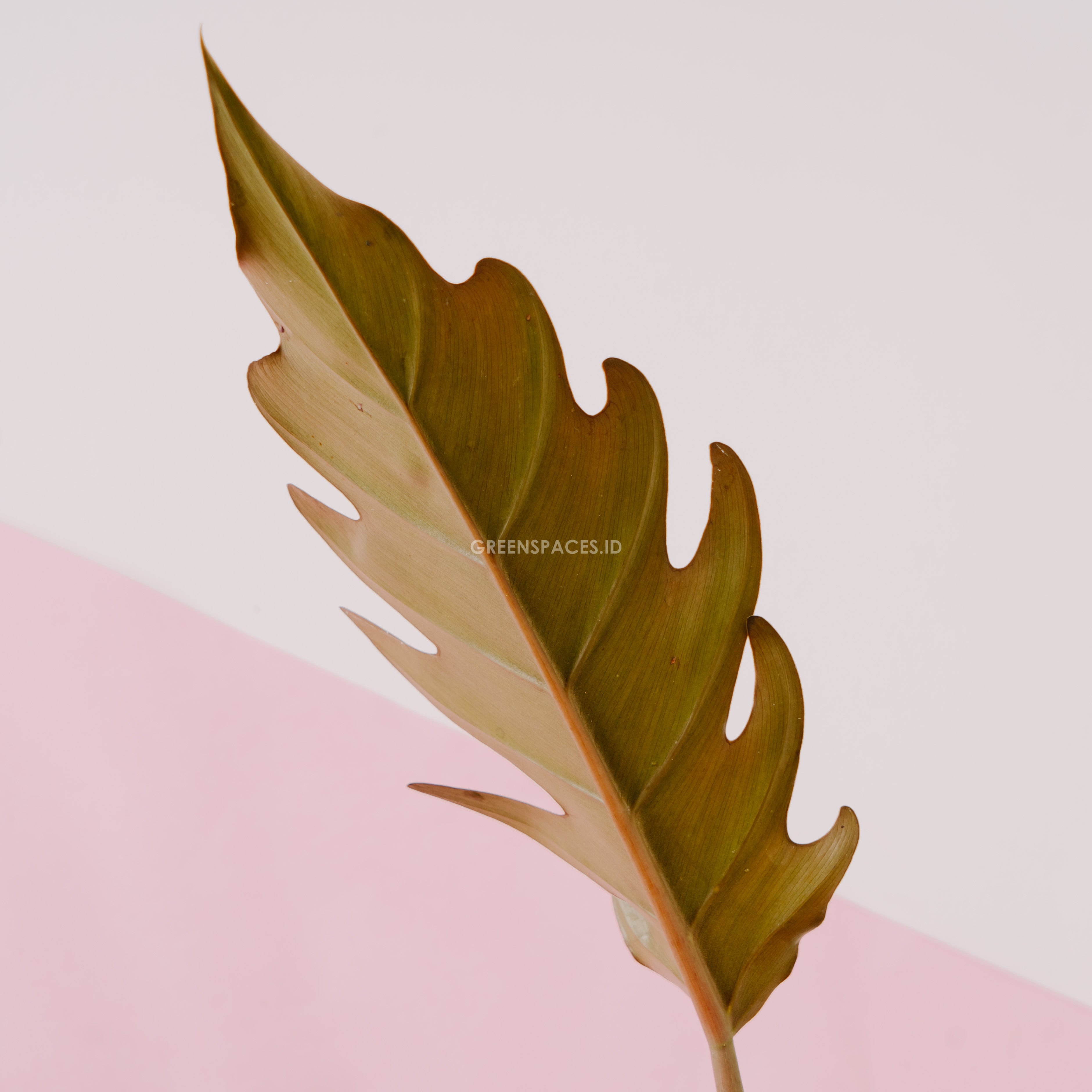 Philodendron Crocodile