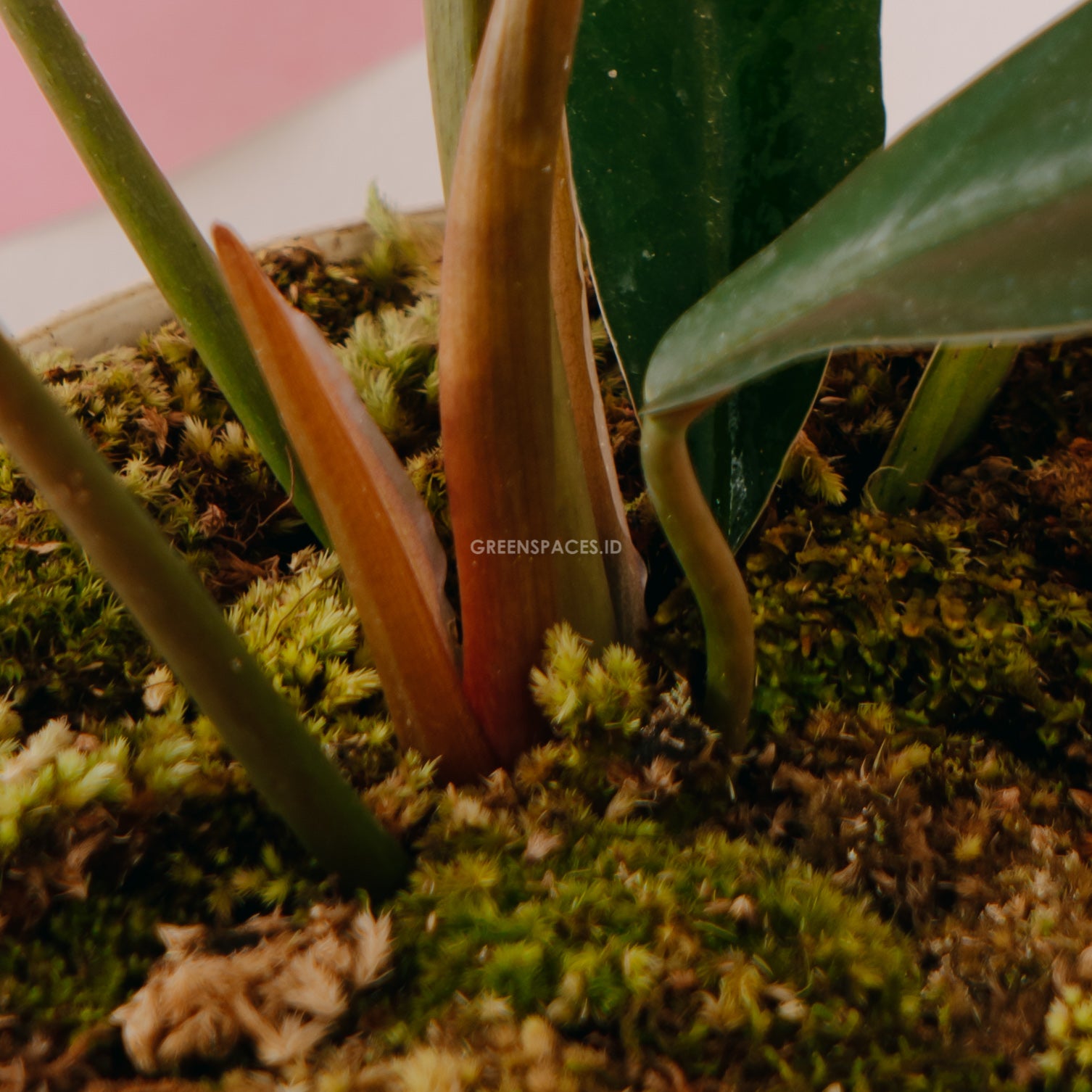 Philodendron Crocodile