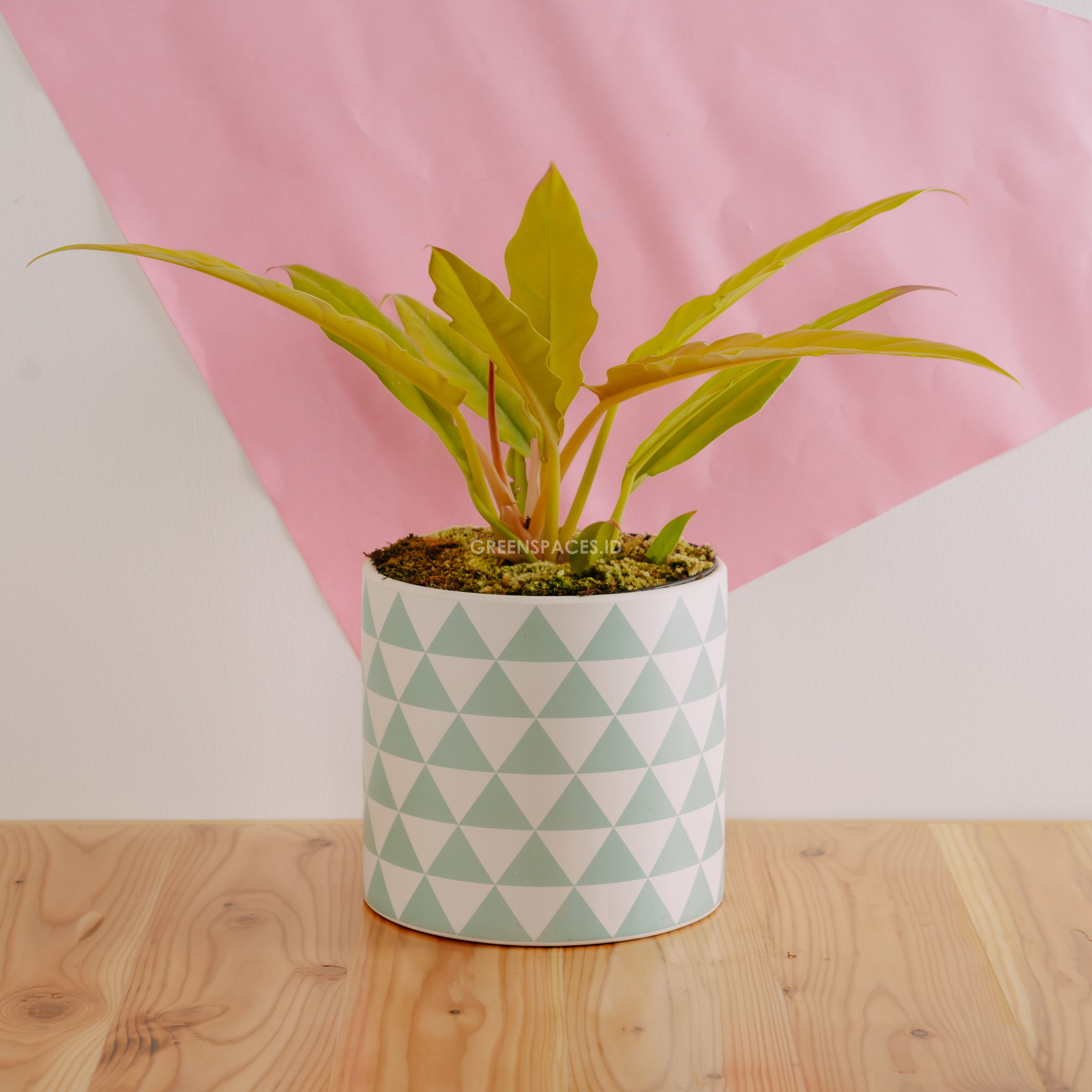 Philodendron Golden Saw - Greenspaces.id