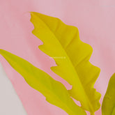 Philodendron Golden Saw - Greenspaces.id