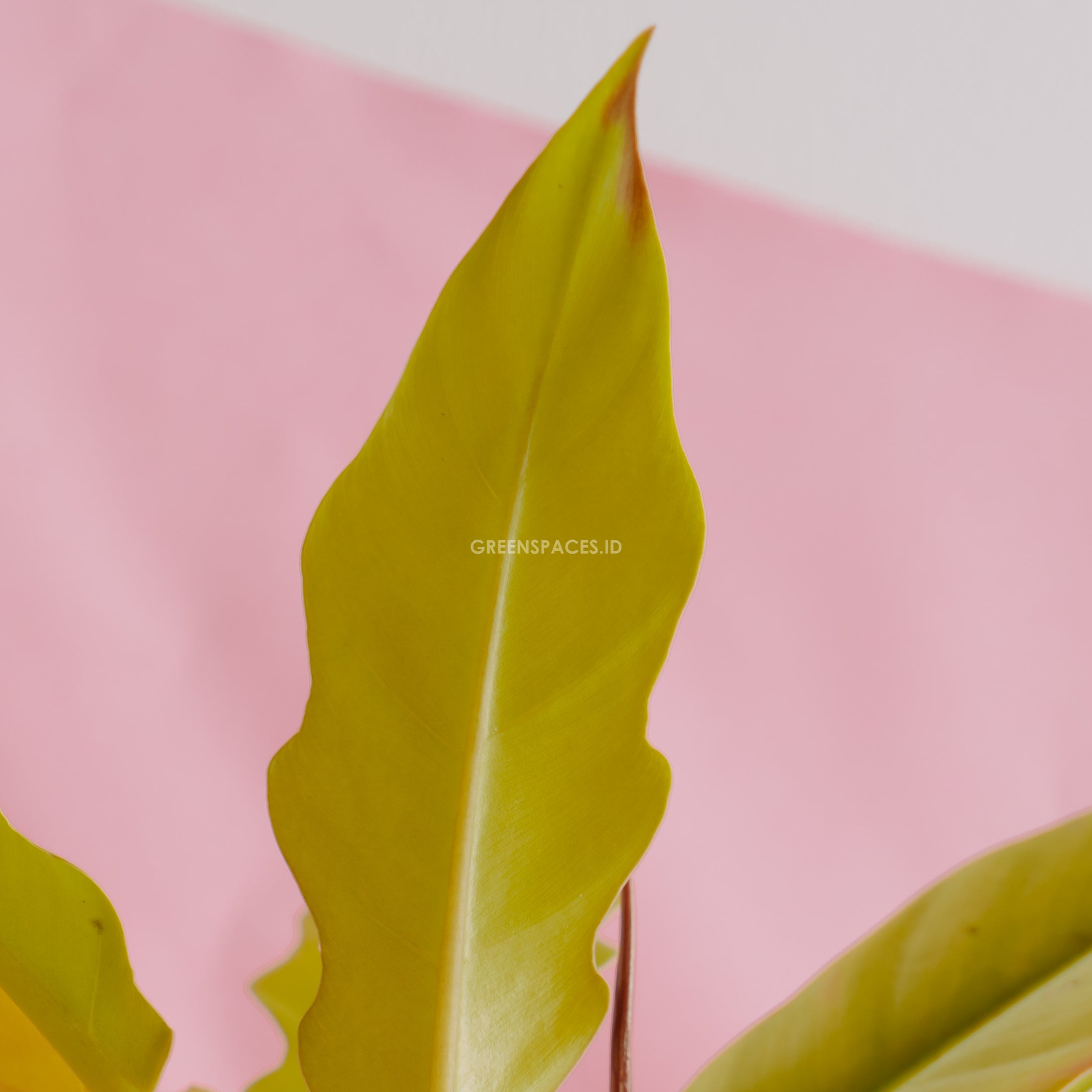 Philodendron Golden Saw - Greenspaces.id