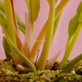 Philodendron Golden Saw - Greenspaces.id