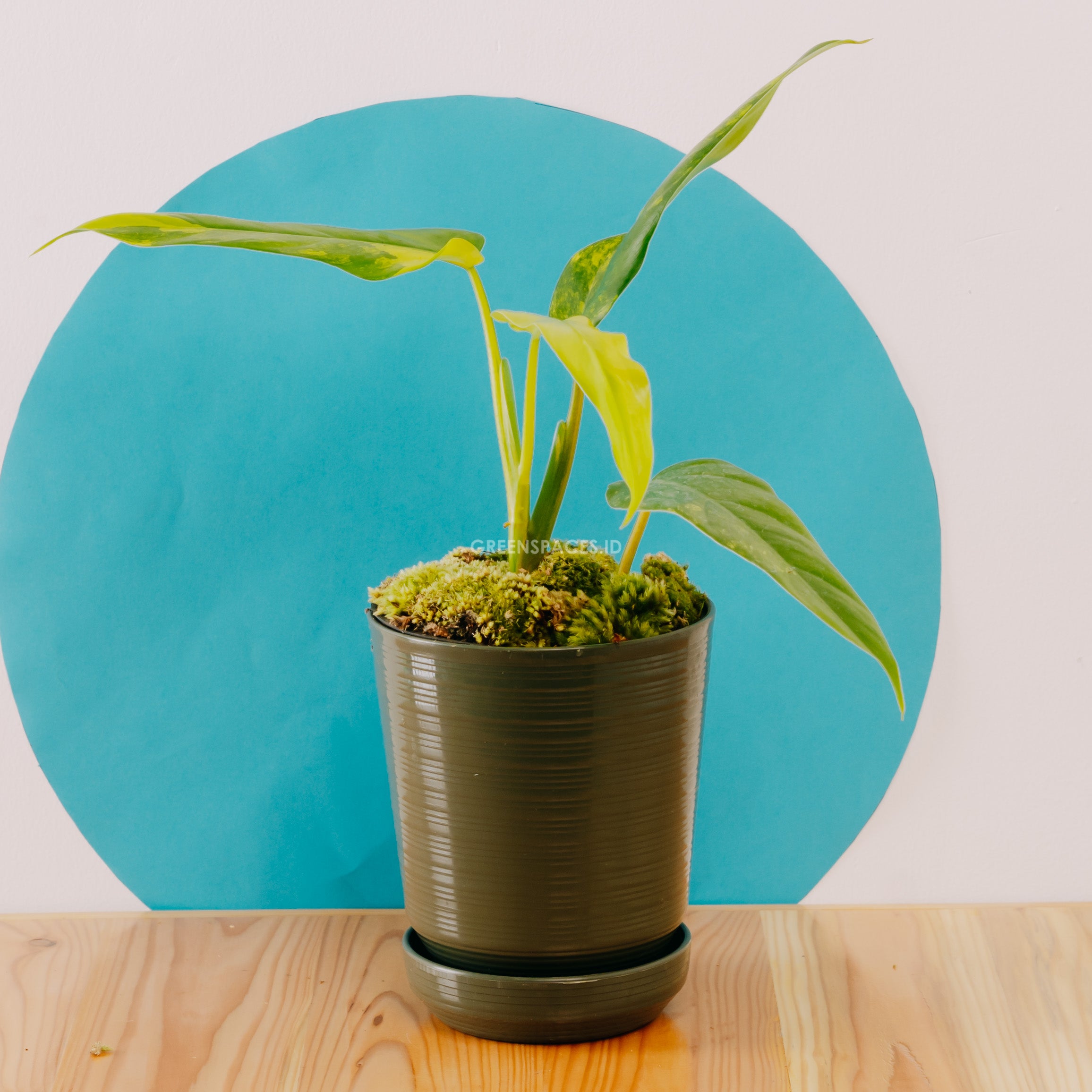 Philodendron Domesticum Variegated