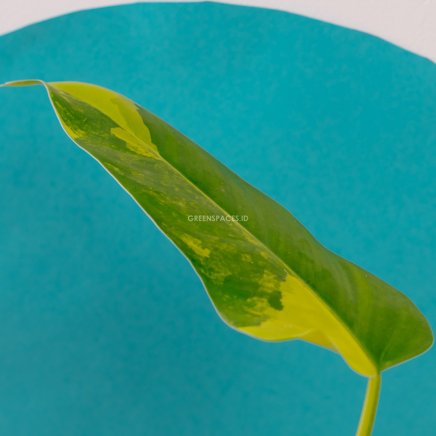 Philodendron Domesticum Variegated