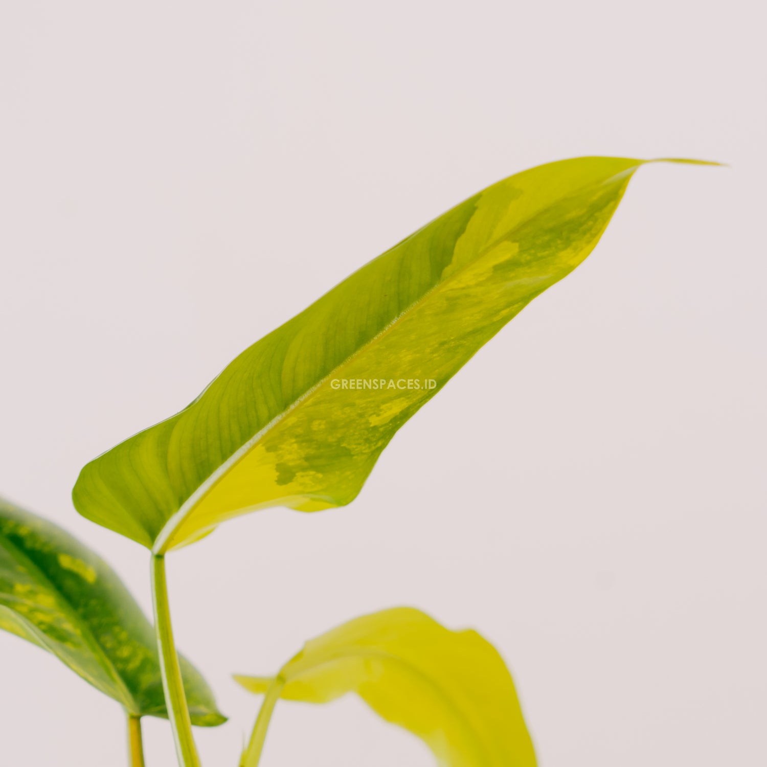 Philodendron Domesticum Variegated