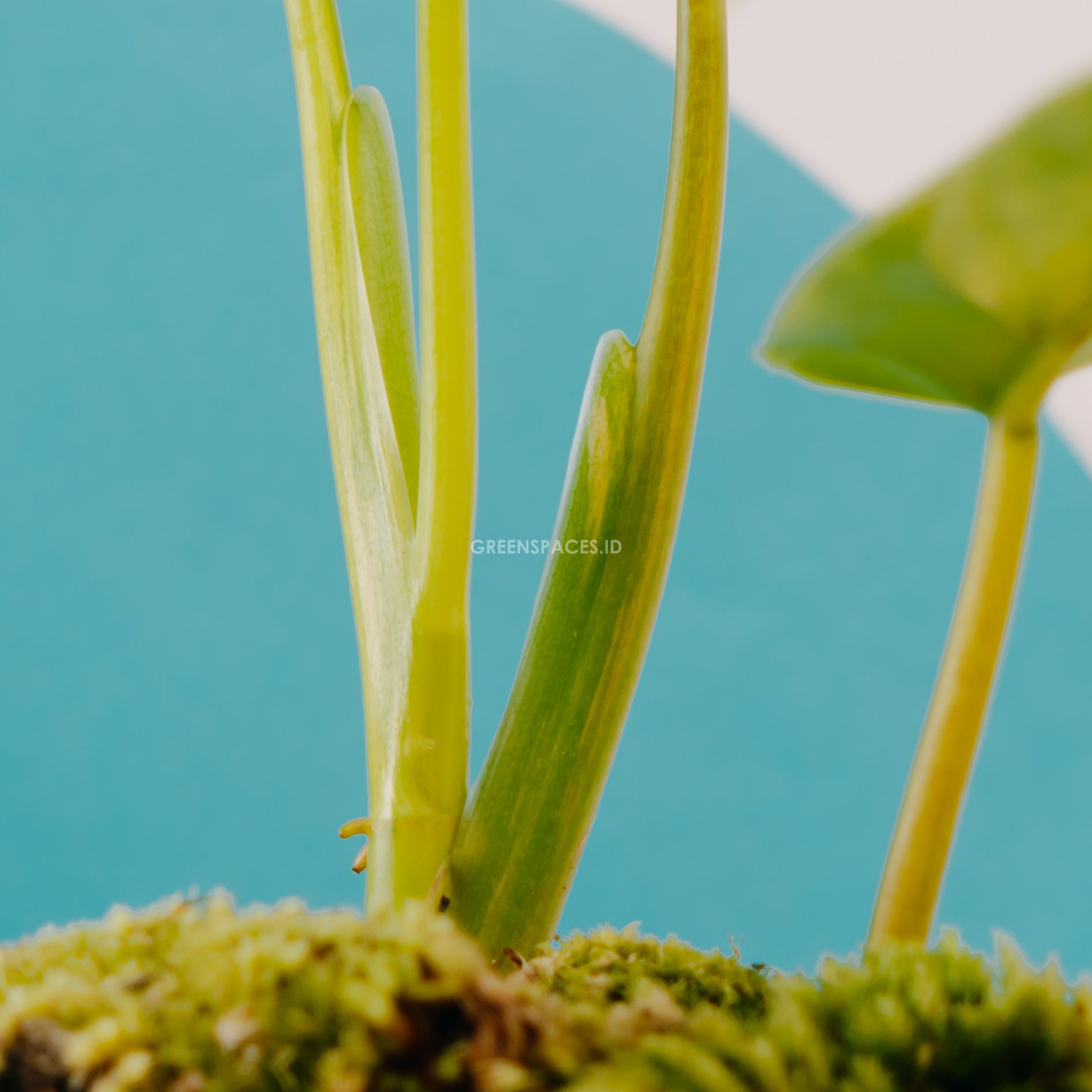 Philodendron Domesticum Variegated