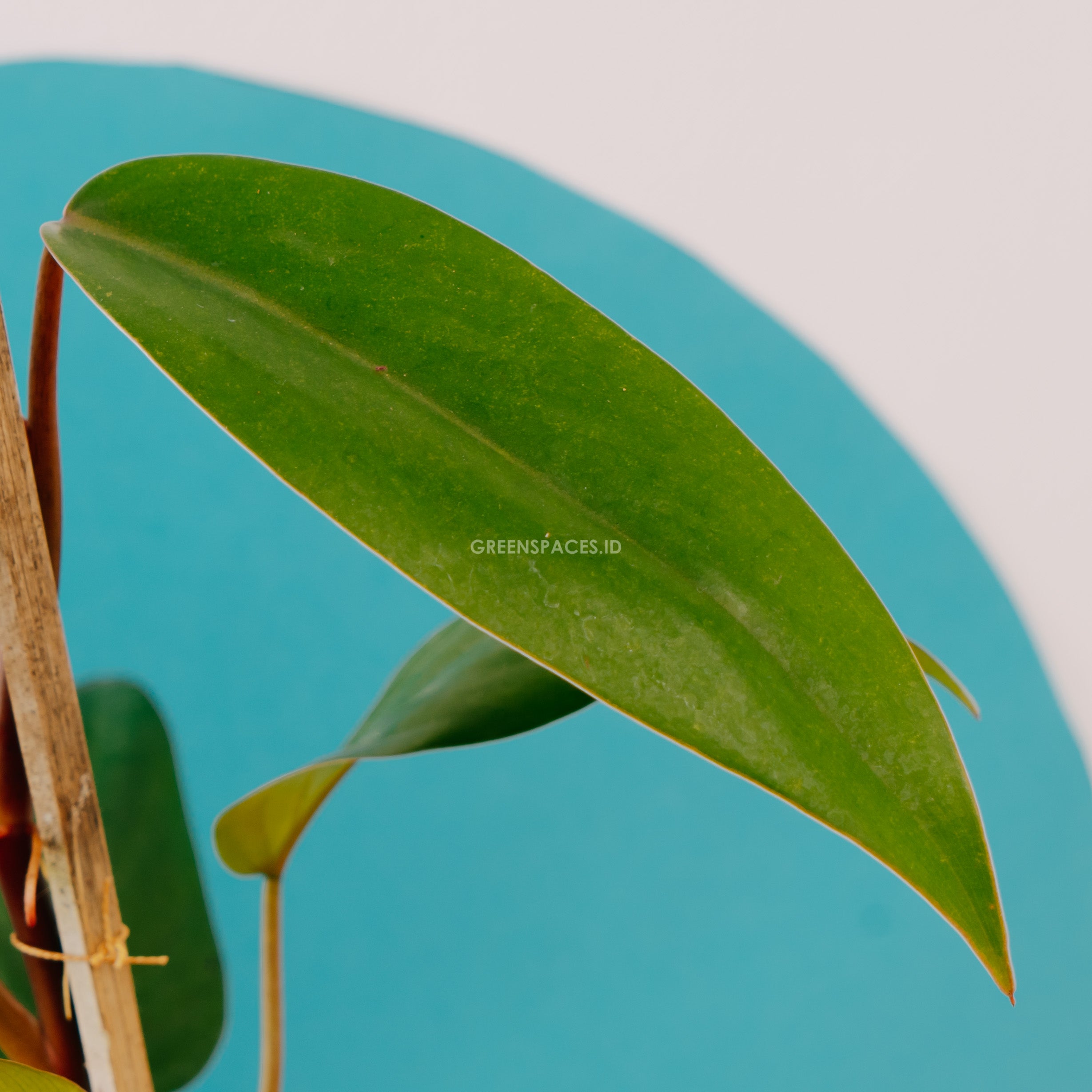 Philodendron Erubescens