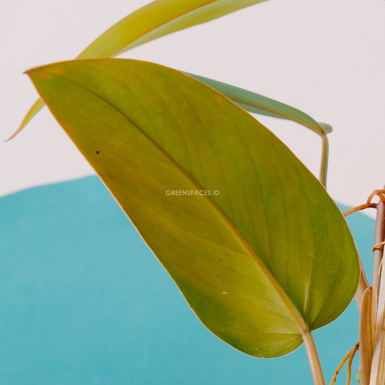 Philodendron Erubescens