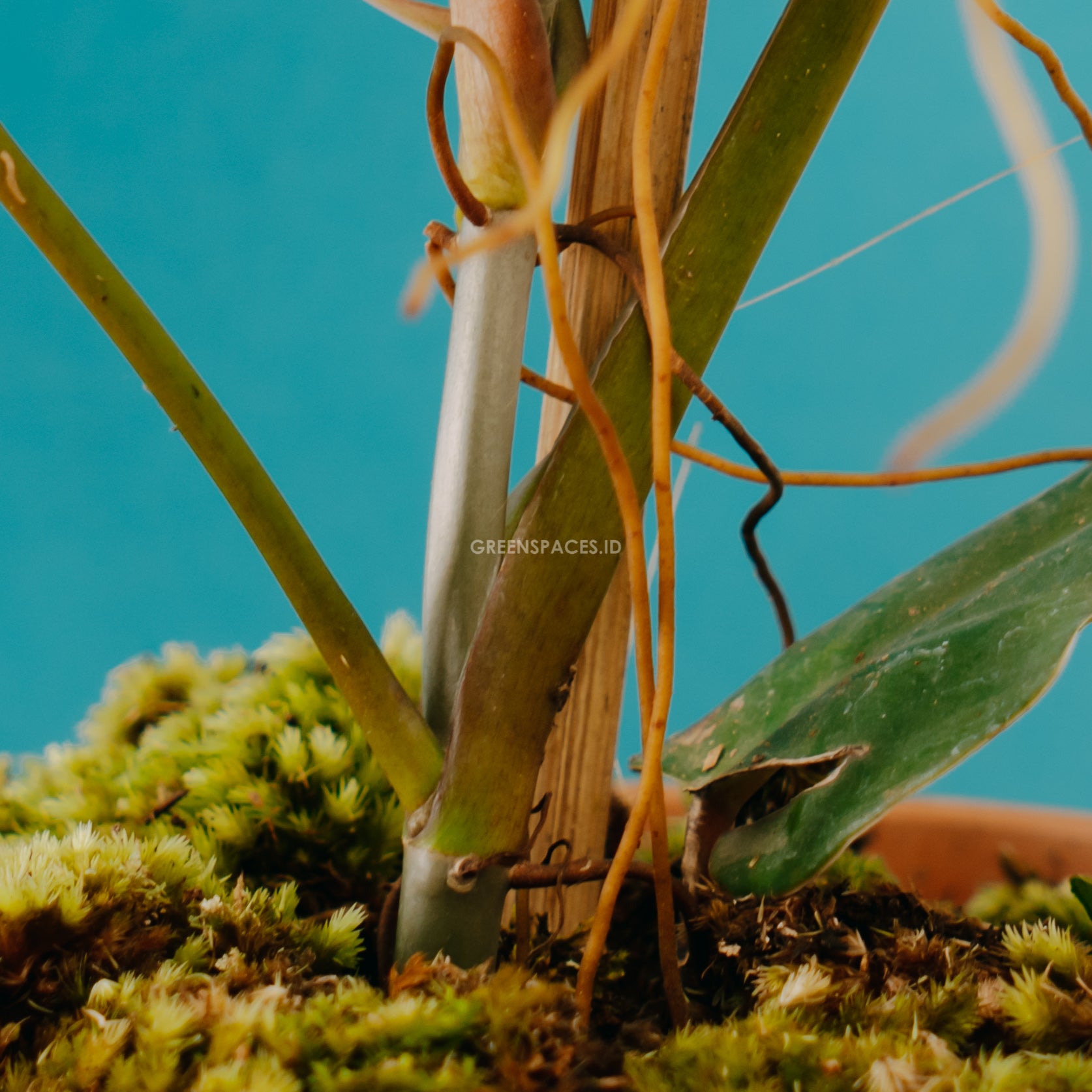 Philodendron Erubescens