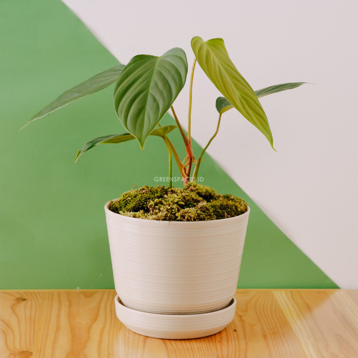 Philodendron Fuzzy Petiole